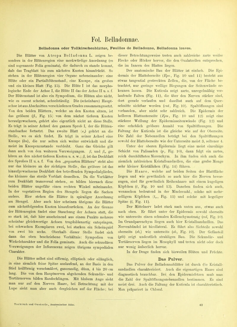 Fol. Belladonnae. Belladonna oder Tollkirschenblätter, Feuilles de Belladonne, Belladonna leaves. Die Blätter von Atropa Belladonna L. zeigen be- sonders in der Blütenregion eine merkwürdige Anordnung (es sind sogenannte Folia geminata), die dadurch zu stände kommt, dafs das Tragblatt bis zum nächsten Knoten hinaufrückt. So stehen in der Blütenregion vier Organe nebeneinander: eine Blüte oder ein Partialblütenstand, eine Knospe, ein grofses und ein Ideines Blatt (Fig. 15). Die Blüte I ist das morpho- logische Ende der Achse I, die Blüte II das der Achse II u. s. f. Der Blütenstand ist also ein Sympodium, die Blüten also nicht, wie es zuerst scheint, achselständig. Die (scheinbare) Haupt- achse ist aus Abschnitten verschiedenen Grades zusammengesetzt. Von den beiden Blättern, welche an den Knoten sitzen, ist das gröfsere {ß, Fig. 15) von dem nächst tieferen Knoten heraufgewachsen, gehört also eigentlich nicht an diese Stelle. Es trägt in seiner Achsel den ganzen Sprol's I, der die Blüten- standsachse fortsetzt. Das zweite Blatt ((y,) gehört an die Stelle, wo es sich findet. Es trägt in seiner Achsel eine Knospe (Jen), die nur selten sich weiter entwickelt und die meist im Knospenzustande verbleibt. Ganz das Gleiche gilt dann auch von den weiteren Verzweigungen. jS, und ß„ ge- hören an den nächst tieferen Knoten u. s. w.; ß, ist das Deckblatt des Sprofses II u. s. f. Von den „gepaarten Blättern'' steht also nur das kleinere an der richtigen Stelle, das gröfsere ist das hin aufgewachsene Deckblatt des betreffenden Sympodialgiiedes, das kleinere das sterile Vorblatt desselben. Da die Vorblätter zum Deckblatt transversal stehen, so bilden hiernach diese beiden Blätter ungefähr einen rechten Winkel miteinander. In der vegetativen Eegion des Stengels liegen die Sachen anders. Hier stehen die Blätter in spiraliger Anordnung am Stengel. Aber auch hier scheinen übrigens die Blätter zum nächstfolgenden Knoten hinaufzurücken. An der Grenze der Blütenregion findet eine Stauchung der Achsen statt, die so stark ist, dafs hier anscheinend aus einem Punkte mehrere scheinbar gleichwertige Achsen trugdoldenartig entspringen, bei schwachen Exemplaren zwei, bei starken ein Scheinquirl von zwei bis sechs. Oberhalb dieser Stelle findet sich dann das oben beschriebene Verhältnis: Sympodien von Wickelcharakter und die Folia geminata. Auch die sekundären Verzweigungen der Inflorescenz zeigen übrigens sympodialen Charakter. Die Blätter selbst sind eiförmig, elliptisch oder eilänglich, in eine ziemlich feine Spitze auslaufend, an der Basis in den Stiel keilförmig verschmälert, ganzrandig, dünn, 4 bis 20 cm lang. Die von dem Hauptnerven abgehenden Sekundär- und Tertiärnerven bilden Eandschlingen. Mit blofsem Auge sieht man nur auf den Nerven Haare, bei Betrachtung mit der Lupe sieht man aber auch dergleichen auf der Fläche; bei Tschii'ch und Oesterle, Anatomischer Atlas. dieser Betrachtungsweise treten auch zahlreiche zarte weifse Flecke oder Höcker hervor, die den Oxalatzellen entsprechen, die im Innern des Blattes liegen. Der anatomische Bau der Blätter ist einfacli. Die Epi- dermis der Blattoberseite {Epo, Fig. 10 und 11) besteht aus etwas tangential gestreckten Zellen, die, von der Fläche be- trachtet, nur geringe wellige Biegungen der Seitenwände er- kennen lassen. Die Kuticula zeigt zarte, unregelmäfsig ver- laufende Falten (Fig. 11), die über den Nerven stärker sind, dort gerade verlaufen und daselbst auch auf dem Quer- schnitte sichtbar werden (cut, Fig. 10). Spaltöffnungen sind vorhanden, aber nicht sehr zahlreich. Die Epidermis der helleren Blattunterseite {Eim, Fig. 10 und 12) zeigt eine stärkere Wellung der Epidermisseitenwände (Fig. 12) und eine erheblich gröfsere Anzahl von Spaltöffnungen. Die Faltung der Kuticula ist die gleiche wie auf der Oberseite. Die Zahl der Nebenzellen beträgt bei den Spaltöffnungen sowohl der Blattoberseite wie der Unterseite meist 3, seltener 4. Unter der oberen Epidermis liegt eine meist einreihige Schicht von Palissaden {p, Fig. 10), dann folgt ein zartes, reich durchlüftetes Merenchym. In ihm finden sich auch die ziemlich zahlreichen Kristallsandzellen, die eine grofse Menge sehr kleiner Kriställchen (Fig. 14) führen. Die Haare, welche auf beiden Seiten der Blattfläche liegen und wie gewöhnlich so auch hier die Nerven bevor- zugen, sind für gewöhnlich Reihenhaare mit einem kugeligen Köpfchen (t, Fig. 10 und 13). Daneben finden sich auch, wennschon bedeutend in der Minderzahl, solche mit mehr- zelligem Köpfchen (^„, Fig. 11) und solche mit kegeliger Spitze (<, Fig. 11). Der Mittelnerv ladet stark nach unten aus, etwas auch nach oben. Er führt unter der Epidermis sowohl oberseits wie unterseits einen schmalen KoUenchymstrang (co/, Fig. 10). Im Grundparenchym liegen auch hier Kristallsandzellen. Das Nervenbündel ist bicollateral. Es führt also Siebteile sowohl oberseits (sb,) wie unterseits {sb, Fig. 10). Der Gefässteil igth) zeigt undeutlich strahligen Bau. Die Sekundär- und Tertiärnerven liegen im Mesophyll und treten nicht oder doch nur wenig äufserlich hervor. In der Droge finden sich bisweilen Blüten und Früchte. Das Pulver. Das Pulver der Belladonnablätter ist duixh die Kristall- sandzellen charakterisiert. Auch die eigenartigen Haare sind diagnostisch brauchbar. Bei den Epidermisfetzen mufs man die Zahl der Spaltöffnungsnebenzellen bestimmen. Es sind meist drei. Auch die Faltung der Kuticula ist charakteristisch. Man präpariert in Chloral. 42