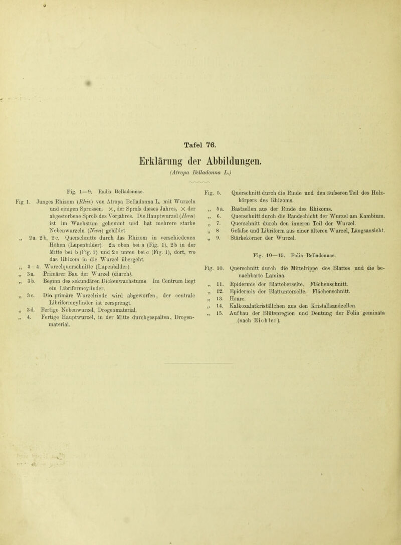 Erklärung der Abbildungen. (Atropa Belladonna L.) Fig. 1—9. Radix Belladonnae. 1. Junges Ehizom {Rhix) von Atropa Belladonna L. mit Wurzeln und einigen Sprossen. X, der Sprofs dieses Jahres, X der abgestorbene Sprofs des Vorjahres. Die Haupt wurzel {H/ru) ist im Wachstum gehemmt und hat mehrere starke Nebenwurzeln (Nivu) gebildet. 2 a. 2 b, 2 c. Querschnitte durch das Rhizom in verschiedenen Höhen (Lupenbilder). 2 a oben bei a (Fig. 1), 2 b in der Mitte bei b (Fig. 1) und 2 c unten bei c (Fig. 1), dort, vro das Rhizom in die Wurzel übergeht. 3—4. Wurzelquerschnitte (Lupenbilder). 3 a. Primärer Bau der Wurzel (diarch). 3 b. Beginn des sekundären Dickenwachstums Im Centrum liegt ein Libriformcylinder. 3 c. Dia primäre Wurzelrinde wird abgeworfen, der centrale Libriformcylinder ist zersprengt. 3d. Fertige Nebenwurzel, Drogenmaterial. 4. Fertige Hauptwurzel, in der Mitte durchgospalten, Drogen- material. Fig. 5. Querschnitt durch die Rinde und den äufseren Teil des Holz- körpers des Rhizoms. ,, 5 a. Bastzellen aus der Rinde des Rhizoms. ,, 6. Querschnitt durch die Randschicht der Wurzel am Kambium. „ 7. Querschnitt durch den inneren Teil der AVurzel. „ 8. Gefäfse und Libriform aus einer älteren Wurzel, Längsansicht. „ 9. Stärkekörner der Wurzel. Fig. 10—15. Folia Belladonnae. Fig. 10. Querschnitt durch die Mittelrippe des Blattes und die be- nachbarte Lamina. „ 11. Epidermis der Blattoberseite. Flächenschnitt. „ 12. Epidermis der Blatt Unterseite. Flächenschnitt. „ 13. Haare. „ 14. Kalkoxalatki-iställchen aus den Kristallsandzellen. „ 15. Aufbau der Blütenregion und Deutung der Folia geminata (nach Eichler).