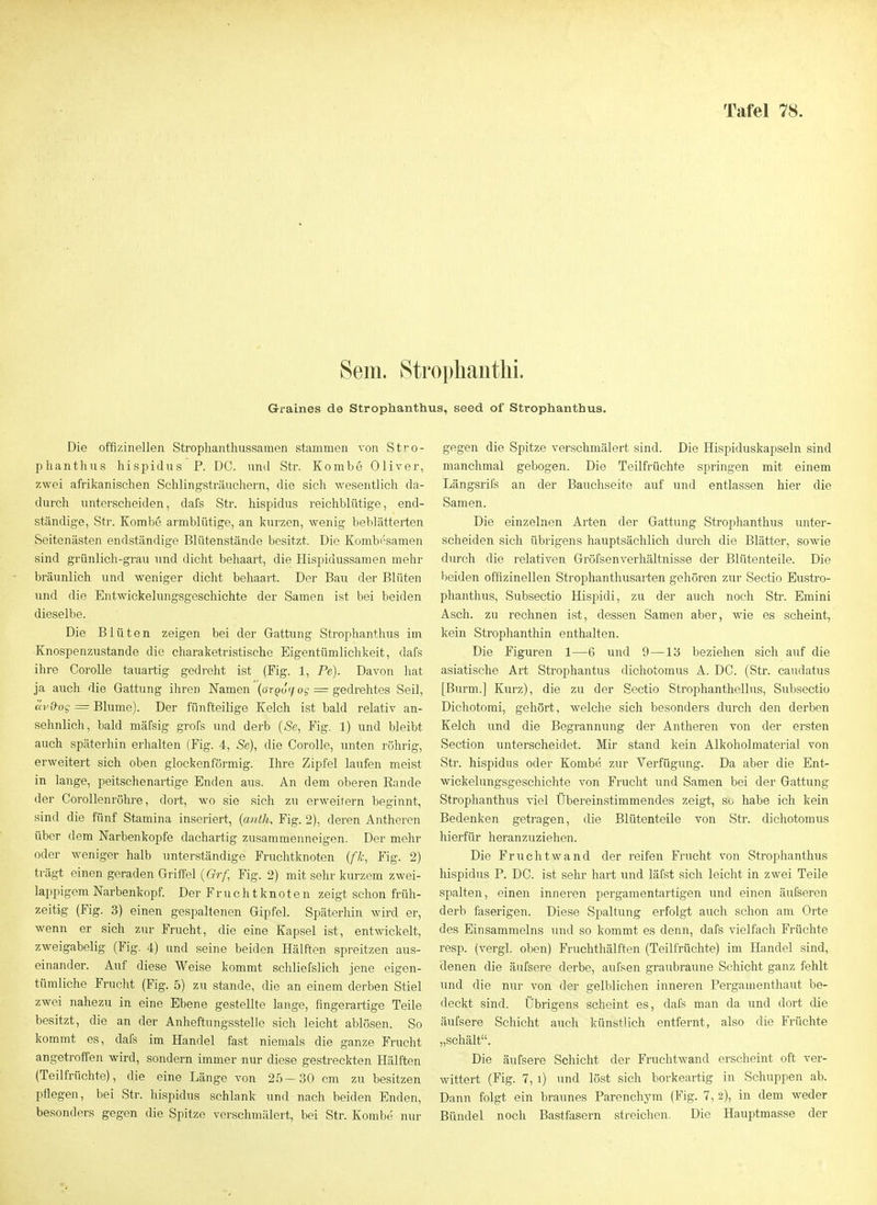 Sem. Strophauthi. Graines de Strophanthus, seed of Strophanthus. Die offizineilen Strophanthussamen stammen von Stro- phanthus hispidus P. DC. und Str. Kombe Oliver, zwei afrikanischen Sehlingsträuchern, die sieh Avesentlich da- durch unterscheiden, dafs Str. hispidus reichblütige, end- ständige, Str. Kombe armblütige, an kurzen, wenig beblätterten Seitenästen endständige Blütenstände besitzt. Die Kombf'samen sind grünlich-grau und dicht behaart, die Hispidussamen mehr bräunlich und weniger dicht behaart. Der Bau der Blüten und die Entwickelungsgeschichte der Samen ist bei beiden dieselbe. Die Blüten zeigen bei der Gattung Strophanthus im Knospenzustande die charaketristische Eigentümlichkeit, dafs ihre CoroUe tauartig gedreht ist (Fig. 1, Pe). Davon hat ja auch die Gattung ihren Namen {oTQoq oq = gedrehtes Seil, ccvQ-og = Blume). Der fünfteilige Kelch ist bald relativ an- sehnlich, bald mäfsig grofs und derb (Se, Fig. 1) und bleibt auch späterhin erhalten (Fig. 4, Se), die CoroUe, unten röhrig, erweitert sich oben glockenförmig. Ihre Zipfel laufen meist in lange, peitschenartige Enden aus. An dem oberen Rande der Corollenröhre, dort, wo sie sich zu erweitern beginnt, sind die fünf Stamina inseriert, {anth, Fig. 2), deren Antheren über dem Narbenkopfe dachartig zusammenneigen. Der mehr oder Aveniger halb unterständige Fruchtknoten (fk, Fig. 2) trägt einen geraden Griffel (Gr/, Fig. 2) mit sehr kurzem zwei- lappigem Narbenkopf. Der Fruchtknoten zeigt schon früh- zeitig (Fig. 3) einen gespaltenen Gipfel. Späterhin wird er, wenn er sich zur Frucht, die eine Kapsel ist, entwickelt, zweigabelig (Fig. 4) und seine beiden Hälften spreitzen aus- einander. Auf diese Weise kommt schliefslich jene eigen- tümliche Frucht (Fig. 5) zu stände, die an einem derben Stiel zwei nahezu in eine Ebene gestellte lange, fingerartige Teile besitzt, die an der AnheftungssteÜe sich leicht ablösen. So kommt es, dafs im Handel fast niemals die ganze Frucht angetroffen wird, sondern immer nur diese gestreckten Hälften (Teilfrüchte), die eine Länge von 25-30 cm zu besitzen pflegen, bei Str. hispidus schlank und nach beiden Enden, besonders gegen die Spitze verschmälert, bei Str. Kombe nur gegen die Spitze verschmälert sind. Die Hispiduskapseln sind manchmal gebogen. Die Teilfrüchte springen mit einem Längsrifs an der Bauchseite auf und entlassen hier die Samen. Die einzelnen Arten der Gattung Strophanthus unter- scheiden sich übrigens hauptsächlich durch die Blätter, sowie durch die relativen Gröfsenverliältnisse der Blütenteile. Die beiden offizinellen Strophanthusarten gehören zur Sectio Eustro- phanthus, Subsectio Hispidi, zu der auch noch Str. Emini Asch, zu rechnen ist, dessen Samen aber, wie es scheint, kein Strophanthin enthalten. Die Figuren 1—6 und 9—13 beziehen sich auf die asiatische Art Strophantus dichotomus A. DG. (Str. caudatus [Burm.] Kurz), die 7a\ der Sectio Strophanthellus, Subsectio Dichotomi, gehört, welche sich besonders durch den derben Kelch und die Begrannung der Antheren von der ersten Section unterscheidet. Mir stand kein Alkoholmaterial von Str. hispidus oder Kombe zur Verfügung. Da aber die Ent- wickelungsgeschichte von Frucht und Samen bei der Gattung Strophanthus viel Übereinstimmendes zeigt, so habe ich kein Bedenken getragen, die Blütenteile von Str. dichotomus hierfür heranzuziehen. Die Frucht wand der reifen Frucht von Stroplianthus hispidus P. DC. ist sehr hart und läfst sich leicht in zwei Teile spalten, einen inneren pergamentartigen und einen äufseren derb faserigen. Diese Spaltung erfolgt auch schon am Orte des Einsammelns und so kommt es denn, dafs vielfach Früchte resp. (vergl. oben) Fruchthälften (Teilfrüchte) im Handel sind, denen die äufsere derbe, aufsen graubraune Schicht ganz fehlt und die nur von der gelblichen inneren Pergamenthaut be- deckt sind. Übrigens scheint es, dafs man da und dort die äufsere Schicht auch künstlich entfernt, also die Früchte „schält. Die äufsere Schicht der Fruchtwand erscheint oft ver- wittert (Fig. 7, i) und löst sich borkeartig in Schuppen ab. Dann folgt ein braunes Parenchym (Fig. 7, 2), in dem weder Bündel noch Bastfasern streichen. Die Hauptmasse der