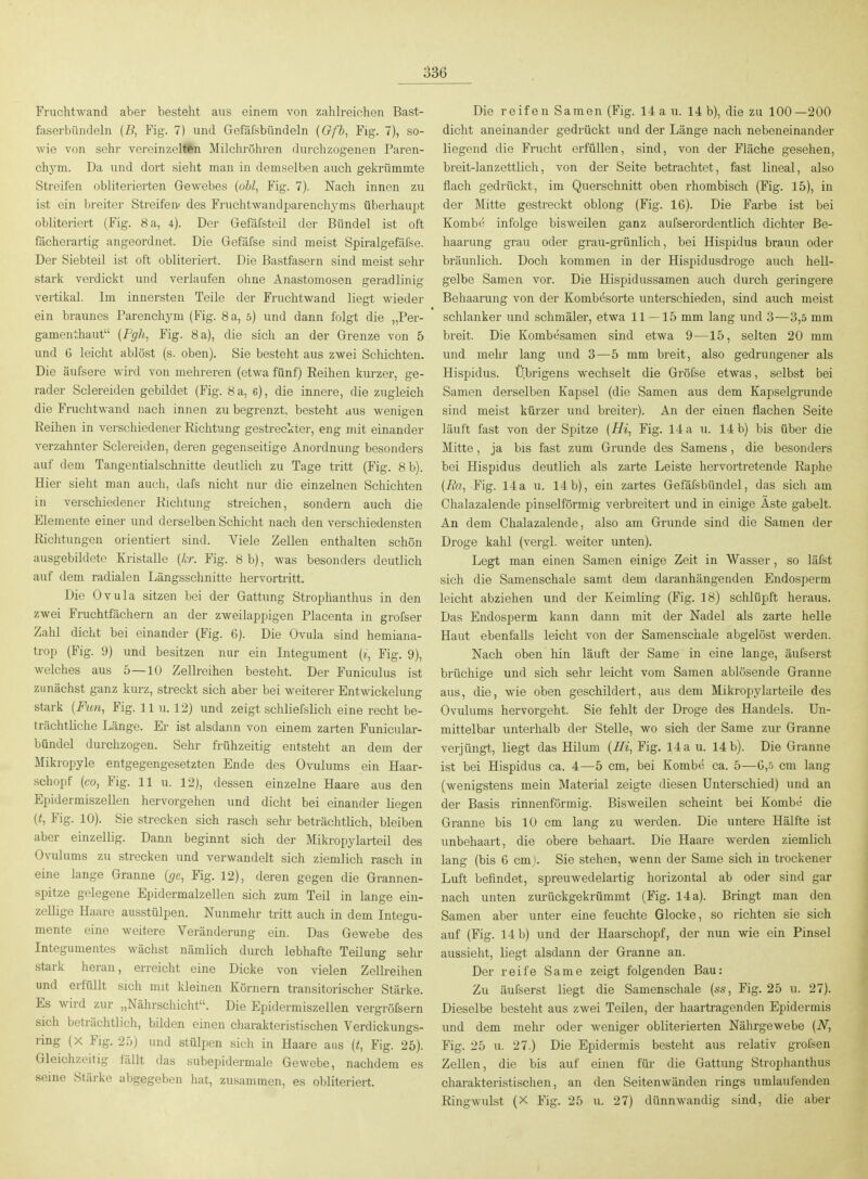 Fruchtwand aber besteht aus einem von zahlreichen Bast- faserbündeln (B, Fig. 7) und Gefäfsbündeln {Ofb, Fig. 7), so- wie von sehr vereinzeMSn Milchröhren durchzogenen Paren- chym. Da und dort sieht man in demselben auch gekrümmte Streifen obliterierten Gewebes (obl, Fig. 7). Nach innen zu ist ein breiter Streifen» des Fruchtwandparenchj^ms überhaupt obliteriert (Fig. 8 a, 4). Der Gefäfsteil der Bündel ist oft fächerartig angeordnet. Die Gefäfse sind meist Spiralgefcäfse. Der Siebteil ist oft obliteriert. Die Bastfasern sind meist sehr stark verdickt und verlaufen ohne Anastomosen geradlinig vertikal. Im innersten Teile der Fruchtwand liegt wieder ein braunes Parenchym (Fig. 8a, 5) und dann folgt die „Per- gamenthaut (Pgh, Fig. 8 a), die sich an der Grenze von 5 und 6 leicht ablöst (s. oben). Sie besteht aus zwei Schichten. Die äufsere wird von mehreren (etwa fünf) Eeihen kurzer, ge- rader Sclereiden gebildet (Fig. 8 a, 6), die innere, die zugleich die Fruchtwand nach innen zu begrenzt, besteht aus wenigen Reihen in vei'schiedener Richtung gestreckter, eng mit einander verzahnter Sclereiden, deren gegenseitige Anordnung besonders auf dem Tangentialschnitte deutlich zu Tage tritt (Fig. 8 b). Hier sieht man auch, dafs nicht nur die einzelnen Schichten in verschiedener Richtung streichen, sondern auch die Elemente einer und derselben Schicht nach den verschiedensten Richtungen orientiert sind. Viele Zellen enthalten schön ausgebildete Kristalle {kr. Fig. 8 b), was besonders deutlich auf dem radialen Längsschnitte hervortritt. Die Ovula sitzen bei der Gattung Strophanthus in den zwei Fruchtfächern an der zweilappigen Placenta in grofser Zahl dicht bei einander (Fig. 6). Die Ovula sind hemiana- trop (Fig. 9) und besitzen nur ein Integument {i, Fig. 9), welches aus 5—10 Zellreihen besteht. Der Funiculus ist zunächst ganz kurz, streckt sich aber bei weiterer Entwickelung stark {Ftm, Fig. 11 u. 12) und zeigt schliefslich eine recht be- trächtliche Länge. Er ist alsdann von einem zarten Funicular- bündel durchzogen. Sehr frühzeitig entsteht an dem der Mikropyle entgegengesetzten Ende des Ovulums ein Haar- schopf (co, Fig. 11 u. 12), dessen einzelne Haare aus den Epidermiszellen hervorgehen und dicht bei einander liegen (t, Fig. 10). Sie strecken sich rasch sehr beträchtlich, bleiben aber einzellig. Dann beginnt sich der Mikropylarteil des Ovulums zu strecken und verwandelt sich ziemlich rasch in eine lange Granne {gc, Fig. 12), deren gegen die Grannen- spitze gelegene Epidermalzellen sich zum Teil in lange ein- zellige Haare ausstülpen. Nunmehr tritt auch in dem Integu- mente eine weitere Veränderung ein. Das Gewebe des Integumentes wächst nämlich durch lebhafte Teilung sehr stark heran, erreicht eine Dicke von vielen Zelh-eihen und erfüllt sich mit kleinen Körnern transitorischer Stärke. Es wird zur „Nährschicht. Die Epidermiszellen vergrößern sich beträchtlich, bilden einen charakteristischen Verdickungs- ring (X Fig. 25) und stülpen sicli in Haare aus {t, Fig. 25). Gleichzeitig fällt das subepidermale Gewebe, nachdem es seine Stärke abgegeben hat, zusammen, es obliteriert. Die reifen Samen (Fig. 14 a u. 14 b), die zu 100—200 dicht aneinander gedrückt und der Länge nach nebeneinander liegend die Frucht erfüllen, sind, von der Fläche gesehen, breit-lanzettlich, von der Seite betrachtet, fast lineal, also flach gedrückt, im Querschnitt oben rhombisch (Fig. 15), in der Mitte gestreckt oblong (Fig. 16). Die Farbe ist bei Komb« infolge bisweilen ganz aufserordentlich dichter Be- haarung grau oder grau-grünlich, bei Hispidus braun oder bräunlich. Doch kommen in der Hispidusdroge auch hell- gelbe Samen vor. Die Hispidussamen auch durch geringere Behaarung von der Kombesorte unterschieden, sind auch meist schlanker und schmäler, etwa 11 — 15 mm lang und 3—3,5 mm breit. Die Kombesamen sind etwa 9—15, selten 20 mm und mehr lang und 3—5 mm breit, also gedrungener als Hispidus. Ü.brigens wechselt die Gröfse etwas, selbst bei Samen derselben Kapsel (die Samen aus dem Kapselgrunde sind meist kürzer und breiter). An der einen flachen Seite läuft fast von der Spitze (Hi, Fig. 14 a u. 14 b) bis über die Mitte, ja bis fast zum Grunde des Samens, die besonders bei Hispidus deutlich als zarte Leiste hervortretende Raphe (Ra, Fig. 14 a u. 14 b), ein zartes Gefäfsbündel, das sich am Chalazalende pinselförmig verbreitert und in einige Aste gabelt. An dem Chalazalende, also am Grunde sind die Samen der Droge kahl (vergl. weiter unten). Legt man einen Samen einige Zeit in Wasser, so läfst sich die Samenschale samt dem daranhängenden Endosperm leicht abziehen und der Keimling (Fig. 18) schlüpft heraus. Das Endosperm kann dann mit der Nadel als zarte helle Haut ebenfalls leicht von der Samenschale abgelöst werden. Nach oben hin läuft der Same in eine lange, äufserst brüchige und sich sehr leicht vom Samen ablösende Granne aus, die, wie oben geschildert, aus dem Mikropylarteile des Ovuhims hervorgeht. Sie fehlt der Droge des Handels. Un- mittelbar unterhalb der Stelle, wo sich der Same zur Granne verjüngt, liegt das Hilum {Jli, Fig. 14 a u. 14 b). Die Granne ist bei Hispidus ca. 4—5 cm, bei Kombe ca. 5—G,.) cm lang (wenigstens mein Material zeigte diesen Unterschied) und an der Basis rinnenförmig. Bisweilen scheint bei Kombe die Granne bis 10 cm lang zu werden. Die untere Hälfte ist unbehaart, die obere behaart. Die Haare werden ziemlich lang (bis 6 cmj. Sie stehen, wenn der Same sich in trockener Luft befindet, spreuwedelartig horizontal ab oder sind gar nach unten zurückgekrümmt (Fig. 14 a). Bringt man den Samen aber unter eine feuchte Glocke, so richten sie sich auf (Fig. 14 b) und der Haarschopf, der nun wie ein Pinsel aussieht, liegt alsdann der Granne an. Der reife Same zeigt folgenden Bau: Zu äufserst liegt die Samenschale {ss, Fig. 25 u. 27). Dieselbe besteht aus zwei Teilen, der haartragenden Epidermis und dem mehr oder weniger obliterierten Nährgewebe (N, Fig. 25 u. 27.) Die Epidermis bestellt aus relativ grolsen Zellen, die bis auf einen für die Gattung Strophanthus charakteristischen, an den Seitenwänden rings umlaufenden Ringwulst (X Fig. 25 u. 27) dünnwandig sind, die aber