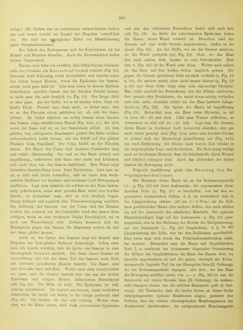 teiligt.) Sie bleiben nur an medizinisch unbrauchbaren Samen aus und treten sowohl Lei Kombe wie Hispidus vortrefflich ein. Sie sind ein v(jj,'zügliches Mittel zur Identifizierung- f^uter Strophanthussamen. Der Inhalt des Endosperms und der Kotyledonen ist bei Kombe und Hispidus derselbe. Auch die Aleuronkörner bieten keinen Unterschied. Bereits oben habe ich erwähnt, dafs frühzeitig am Chalazal- ende des Ovulums ein Haarschopf (coma) entsteht (Fig. 10). Derselbe wird fi-ühzeitig recht beträchtlich und besteht schon aus vielen langen Haaren, wenn die Epidermis der Samen- schale noch ganz kahl ist. Löst man einen in diesem Stadium befindlichen unreifen Samen aus der frischen Frucht heraus, so sieht man ihn sehr deutlich (co, Fig. 13). Der Droge fehlt er aber ganz. An der Stelle, wo er zu suchen wäre, liegt ein kahler Fleck. Forscht man dann nach, so findet man, dafs er an der Placenta sitzen geblieben ist, als sich der Same, ablöste. Er bildet nämlich am reifen Samen einen basalen den Samen rings einhüllenden Mantel (Fig. 14 a, co.), der sich, Avenn der Same reif ist, an der Samenbasis ablöst. An dem glatten, eng anliegenden Haarmantel gleitet der Same alsdann aufserordentlich leicht heraus, wie ein Schiff auf den glatten Planken beim Stapellauf. Die Coma bleibt an der Placenta sitzen. Die Haare der Coma sind mehrere Centimeter lang und relativ dünnwandig. Sie sind an der Basis schmal und kegelförmig, verbreitern sich dann aber rasch und krümmen sich nach oben um, den Samen einhüllend. Ihre Wand zeigt bisweilen Querstreifung bezw. feine Netzleisten. Löst man sie ab, so läfst sich leicht feststellen, dafs sie unter dem wech- selnden Einflüsse vor feuchter und trockener Luft Bewegungen ausführen. Legt man nämlich ein solches an der Basis haken- artig gekrümmtes, sonst aber gerades Haar unter eine feuchte Glocke, so beobachtet man, dafs es sich deutlich bogen- förmig krümmt und zugleich eine Torsionsbewegung ausführt. Die Ablösung des Samens von der Coma und das Heraus- treiben des ersteren aus der Comahülle wird also immer dann erfolgen, Avenn zu dem trockenen Objekt Feuchtigkeit, sei es auch nur Wasserdampf, tritt. Alsdann stemmen sich die Haarspitzen gegen den Samen, die Haarbasen reifsen ab und der Same gleitet heraus. Auch an der Spitze des Samens liegt bei Kombe und Hispidus ein beweglicher farbloser Haarschopf. Schon oben habe ich bereits erwähnt, dafs die Spitze des Samens in eine liaartragende Granne ausläuft. Die Basis dieser Granne ist rinnenförmig und wie der obere Teil des Samens noch dicht mit aufwärts gerichteten Haaren besetzt. Die Haare sind hier aber sehr kurz und derb. Weiter nach oben verschwinden sie ganz und die Granne besteht hier nur aus der derben Epidermis und einigen Reihen obliterierten Parenchyms (obl, Fig. 24). Die Mitte ist hohl. Die Epidermis ist voll- ständig sclerotisiert. Sie besteht aus kiu'zen, stark verdickten Sclereiden, die meist nur wenig in die Länge gestreckt sind (Fig. 23). Die Granne ist also sehr brüchig. Weiter oben, dort, wo die Haare sitzen, felüt diese sclerotisierte Epidermis und nur das obliterierte Parenchym findet sich auch hier {obl, Fig. 19). An Stelle der sclerotisierten Epidermis treten die Haare, deren Wand verholzt ist. Dieselben sind der Granne auf eine weite Strecke angewachsen, laufen an ihr herab (Fig. 20). An der Stelle, wo sie der Granne ansitzen, ist die Wand getüpfelt {tpf, Fig. 20). Dort, wo das Haar frei nach aufsen tritt, besitzt es eine Gelenkstelle. Hier (bei X, Fig. 20) ist die Wand sehr dünn. Weiter nach aufsen ist das Haar auf den beiden Seiten ungleich gebaut. Die gegen die Granne gerichtete Seite ist stark verdickt {x, Fig. 19 u. 20), die andere meist, aber nicht immer dünner {y, Fig. 19 u. 20) und diese Seite zeigt eine sehr eigenartige Skulptur. Man sieht nämlich bei Betrachtung von der Fläche zahlreiche fein'^ gerade oder Netzleisten, die meist etwas schräg verlaufen und eine zarte, ebenfalls schief um das Haar laufende Längs- streifuiig (Fig. 22). Die Spitze der Haare ist kegelförmig (Fig. 21). Betrachtet man ein Haar unter Glyzerin, so ist es etwa 30—40 mik dick. Läfst man Wasser zufliefsen, so verbreitert es sich auf 40—45 mik. Legt man die Granne, deren Haare in trockener Luft horizontal abstehen oder gar nach \mten geneigt sind (Fig. 14 a) unter eine feuchte Glocke, so richtet sich der Haarschopf pinselförmig auf (Fig. 14 b), um nach Entfernung der Glocke nach kurzer Zeit wieder in die ursprüngliche Lage zurückzukehren. Die Bewegung erfolgt auch an troclcenem Material, dem die Inhaltsstoffe durch Wasser und Alkohol entzogen sind. Auch das Abbrechen der Spitze hindert die Bewegung nicht. Folgende Ausführung giebt eine Deutung des Be- Avegungsmechanismus. Die Membran dieser Haare ist an der Krümmungsstelle (X—y, Fig. 20) auf ihrer Außenseite, der sogenannten dyna- mischen Seite {y, Fig. 20) so beschaffen, Avie bei den so- genannten dynamischen Zellen, d. h. sie kontrahiert sich in der Längsrichtung stärker (oft um 5 — 7 Proz.) als die ZeU- haut gewöhnlicher Haare oder anderer Zellen, also auch stärker als auf der Innenseite des nämlichen Haarteils. Die optische ElastizitätseUipse liegt auf der Aufsenseite (y, Fig. 20) quei- tangential, also in der Richtung der Striche der Skulpturierung, auf der Innenseite {z, Fig. 20) longitudinal, d. h. in <ier LängsrichtTmg der Zelle, wie bei den Zellhäuten geAvöhnlich. Dies kann man sich durch das Polarisationsmikroskop sicht- bar machen. Betrachtet man die Haare mit Gypsblättchen Roth I, so erscheint bei bestimmter diagonaler Orientierung der Ellipse des Gypsblättchens die Basis des Haares dort, wo dasselbe angewachsen ist und der ganze, oberhalb der Krüm- mungsstelle liegende Teil bis zur Haarspitze blau (II. Ordnung). An der Krümmungsstelle dagegen, also dort, wo das Haar die Bewegung ausführt (etwa von x—y (Fig. 20) ist nur die Innenseite auf kurzer Strecke blau (II. Ordnung), die Aufsen- seite dagegen ebenso wie die mittlere Haarpartie gelb (L Ord- nung). Die Thatsache, dass die beiden Seiten an dieser Stelle entgegengesetzte optische Reaktionen zeigen, gestattet den Schluss, dass die stärker schrumpfenden Membranpartien der Konkavseite Querstruktur, die entsprechende Membranpartie