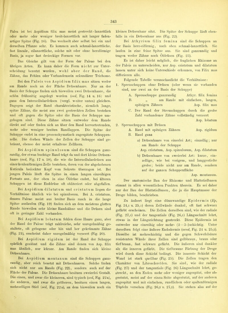Palea ist bei Aspidium filix mas meist gestreckt - lanzettlich oder mehr oder weniger breit-lanzettlich mit langer faden- artiger Spitze (Fig. 16). Das wechselt aber selbst bei ein und derselben Pflanze sehr. Es kommen auch schmal-lanzettliche, fast lineale, eilanzettliche, solche mit oder ohne herzförmige Basis, ja sogar fast dreieckige Formen vor. Das Gleiche gilt von der Form der Paleae bei den übrigen Arten. Bs kann daher die Form nicht zur Unter- scheidung benutzt werden, wohl aber der Rand, die Zähne, das Fehlen oder Vorhandensein sekundärer Trichome. Bei den Paleis von Aspidium filix mas sitzen weder am Rande noch an der Fläche Drüsenhaare. Nur an der Basis der Schuppe finden sich bisweilen zwei Drüsenhaare, die schön frühzeitig angelegt werden (oed, Fig. 14 u. 16) und ganz den Interzellulardrüsen (vergl. weiter unten) gleichen. Dagegen zeigt der Rand charakteristische, ziemlich lange, spitze Zähne, die meist aus zwei gestreckten Zellen bestehen und oft gegen die Spitze oder die Basis der Schuppe um- gebogen sind. Diese Zähne sitzen entweder dem Rande direkt auf oder finden sich an über den Rand hervortretenden, mehr oder weniger breiten Randlappen. Die Spitze der Schuppe endet in eine prosenchymatisch zugespitzte Schuppen- zelle. Die derben Wände der Zellen der Schuppe sind ge- bräunt, ebenso der meist erhaltene Zellkern. Bei Aspidium spinn los um sind die Schuppen ganz- randig, der etwas buchtige Rand trägt da und dort kleine Drüsen- haare (oed^ Fig. 17 u. 18), die wie die Interzellulardrüsen aus einer keulenförmigen Zelle bestehen, deren von der abgehobenen Kuticula bedeckter Kopf vom Sekrete überzogen ist. Bei jungen Paleis läuft die Spitze in einen langen einreihigen Fortsatz aus, der oben in eine Öldrüse endet, bei älteren Schuppen ist diese Enddrüse oft obliteriert oder abgefallen. Bei Aspidium dilatatum und cristatum liegen die Verhältnisse ähnlich wie bei spinulosum. Bei A. cristatum, dessen Paleae meist aus breiter Basis rasch in die lange Spitze auslaufen (Fig. 19) finden sich an dem meistens glatten Rande bisweilen sehr kleine Randzähne und die Drüsen sind oft in geringer Zahl vorhanden. Bei Aspidium lobatum fehlen diese Haare ganz, aber der Rand der Paleae trägt zahlreiche, sehr unregelmäfsig ge- staltete, oft gebogene oder hin und her gekrümmte Zähne (Fig. 21), erscheint daher unregelmäfsig verzerrt (Fig. 20). Bei Aspidium rigid um ist der Rand der Schuppe spärHch gezähnt und die Zähne sind denen von Asp. filix mas ähnlich, nur kürzer. Am Rande finden sich kleine Drüsenhaare. Bei Aspidium montanum sind die Schuppen ganz- randig, aber reich besetzt mit Drüsenhaaren. Solche finden sich nicht nur am Rande (Fig. 22), sondern auch auf der Fläche der Paleae. Die Drüsenhaare besitzen zweierlei Gestalt. Die einen, und zwar die kleineren, sind typisch {oed, Fig. 22 a), die anderen, und zwar die gröfseren, besitzen einen langen, mehrzelligen Stiel (oed, Tig. 22 a), an dem bisweilen noch ein kleines Drüsenhaar sitzt. Die Spitze der Schuppe läuft eben- falls in ein Drüsenhaar aus (Fig. 22). Bei Athyrium filix femina sind die Schupjjen an der Basis herz-eiförmig, nach oben schmal-lanzettlich. Sie laufen in eine feine Spitze aus. Sie sind ganzrandig und tragen weder Zähne nocli Öldrüsen (Fig. 23). Es ist daher leicht möglich, die fraglichen Rhizome an der Paleis zu imtei'scheiden, nur Asp. cristatum und dilatatum lassen unter sich keine Unterschiede erkennen, von Filix mas differieren alle. Folgende Tabelle veranschaulicht die Verhältnisse: 1. Spreuschuppen ohne Drüsen (oder wenn sie vorhanden sind, nur zwei an der Basis der Schuppe) A. Spreuschuppe ganzrandig Athyr. filix femina B. „ am Rande mit einfachen, langen, spitzigen Zähnen Asp. filix mas C. Der Rand der Streuschuppen durch die grol'se Zahl vorhandener Zähne vollständig verzeri't Asp. lobatum 2. Spi'euschuppen mit Drüsen A. Rand mit spitzigen Zähnen Asp. rigidum B. Rand ganz a) Drüsenhaare von einerlei Art; einzellig; nur am Rande der Schuppe Asp. cristatum, Asp. spinulosum, Asp. dilatatum b) Drüsenhaare von zweierlei Art: kurze, ein- zellige, wie bei vorigem, und langgestielte grofse; beide nicht nur am Rande, sondern auf der ganzen Schuppenfläche Asp. montanum. Der anatomische Bau der Rhizome und Blattstielbasen stimmt in allen wesentlichen Punkten überein. Es sei daher nur der Bau der Blattstielbasen, die ja die Hauptmasse der Droge bilden, beschrieben. Zu äufsert liegt eine dünnwandige Epidermis {Ep, Fig. 24,1 u. 2b,i} deren Zellwände dunkel, oft fast schwarz gefärbt erscheinen. Die Zellen derselben sind, wie der radiale (Fig. 27,i) und der tangentiale (Fig. 26,i) Längsschnitt lehrt, etwas in der Längsrichtung gestreckt. Diese Epidermis ist entweder nur einreihig oder mehr- (2—3-) schichtig. Unter derselben folgt eine äufsere Endodermis {aetid, Fig. 24 u. 25,2). Dieselbe ist mehrschichtig und die gegen Schwefelsäure resistenten Wände ihrer Zellen sind gelbbraun, braun oder tief braun, fast schwarz gefärbt. Die äufseren sind dunkler als die inneren gefärbt. Die tief braune Färbung der Droge wird durch diese Schicht bedingt. Die innerste Schicht der Wand ist stark quellbar (Fig. 25). Die Zellen tragen den Cliarakter von Librosclereiden. Sie sind, wie der radiale (Fig. 27) und der tangentiale (Fig. 26) Längsschnitt lehrt, ge- streckt , an den Enden mehr oder weniger zugespitzt, oder ab- gestutzt, meist auf der einen Seite abgestutzt, auf der anderen zugespitzt und mit einfachen, rundlichen oder spaltenlörmigen Tüpfeln versehen (Fig. 26,2 u. 27,2). Sie stehen also auf der