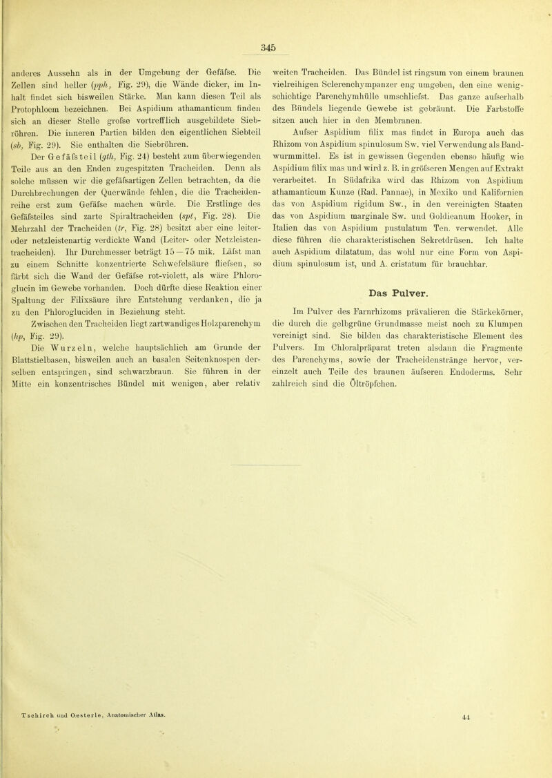 anderes Aussehn als in der Umgebung der Gefäfse. Die Zellen sind heller {pi^h, Fig. 2% die Wände dicker, im In- halt findet sich bisweilen Stärke. Man kann diesen Teil als Protophloem bezeichnen. Bei Aspidiuni athamanticum finden sich an dieser Stelle grofse vortrefflich ausgebildete Sieb- röhren. Die inneren Partien bilden den eigentlichen Siebteil {sh, Fig. 29). Sie enthalten die Siebröhren. Der Gefäfsteil {gth, Fig. 24) besteht zum überwiegenden Teile aus an den Enden zugespitzten Tracheiden. Denn als solche müssen wir die gefäfsartigen Zellen betrachten, da die Durchbrechungen der Querwände fehlen, die die Tracheiden- reihe erst zum Gefäfse machen würde. Die Erstlinge des Gefäfsteiles sind zarte Spiraltracheiden {spt^ Fig. 28). Die Mehrzahl der Tracheiden (ir, Fig. 28) besitzt aber eine leiter- oder netzleistenartig verdickte Wand (Leiter- oder Netzleisten- tracheiden). Ihr Durchmesser beträgt 15 — 75 mik. Läfst man zu einem Schnitte konzentrierte Schwefelsäure fliefsen, so färbt sich die Wand der Gefäfse rot-violett, als wäre Phloro- glucin im Gewebe vorhanden. Doch dürfte diese Eeaktiou einer Spaltung der Filixsäure ihre Entstehung verdanken, die ja zu den Phlorogiuciden in Beziehung steht. Zwischen den Tracheiden liegt zartwandiges Holzparenchym (% Fig. 29). Die Wurzeln, welche hauptsächlich am Grunde der Blattstielbasen, bisweilen auch an basalen Seitenknospen der- selben entspringen, sind schwarzbraun. Sie führen in der Mitte ein konzentrisches Bündel mit wenigen, aber relativ weiten Tracheiden. Das Bündel ist ringsum von einem braunen vieli'eihigen Sclerenchynipanzer eng umgeben, den eine wenig- schichtige Parenchymhülle umschliefst. Das ganze aufserhalb des Bündels liegende Gewebe ist gebräunt. Die Farbstoffe sitzen auch hier in den Membranen. Aufser Aspidium filix mas findet in Buropa auch das Khizom von Aspidium spinulosum Sw. viel Verwendung als Band- wurmmittel. Es ist in gewissen Gegenden ebenso häufig wie Aspidium filix mas und wird z. B. in gröfseren Mengen auf Extrakt verarbeitet. In Südafrika wird das Rhizom von Aspidium athamanticum Kunze (Rad. Pannae), in Mexiko und Kalifornien das von Aspidium rigidum Sw., in den vereinigten Staaten das von Aspidium marginale Sw. und Goldieanum Hooker, in Italien das von Aspidium pustulatum Ten. verwendet. Alle diese führen die charakteristischen Sekretdrüsen. Ich halte auch Aspidiuni dilatatum, das wohl nur eine Form von Aspi- dium spinulosum ist, und A. cristatum für brauchbar. Das Pulver. Im Pulver des Farnrhizoms prävalieren die Stärkekörner, die durch die gelbgrüne Grundmasse meist noch zu Klumpen vereinigt sind. Sie bilden das charakteristische Element des Pulvers. Im Chloralpräparat treten alsdann die Fragmente des Parenchyms, sowie der Tracheidenstränge hervor, ver- einzelt auch Teile des braunen äufseren Endoderms. Sehr zahlreich sind die Öltröpfchen. Tschirch und O.esterle, Auatomischer Atlas. 44
