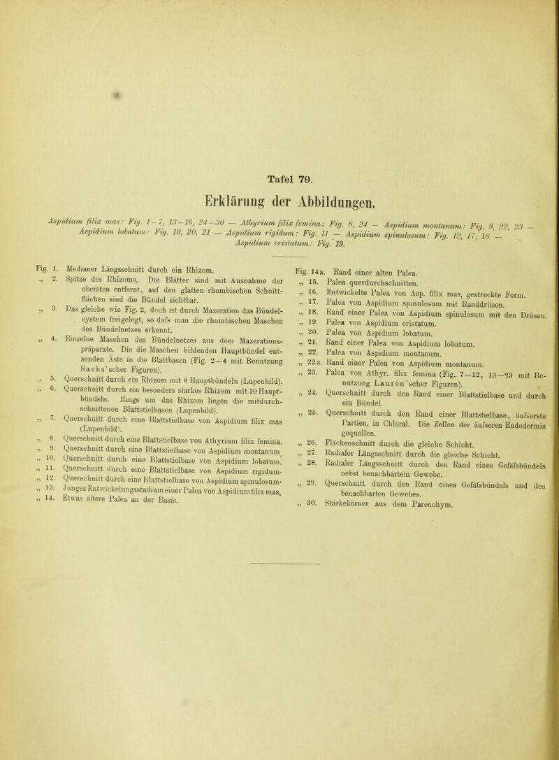 Erklärimg der Abbildungen. Aspidium ßijo mas: Fig. 1-7, 13-16, 24-30 - Athyrium fUix femina: Fig. 8, 24 - AspMium montanum: Fiq D 2'> 03 _ Aspidmm lobatum: Fig. 10, 20, 21 - Aspidium rigidum: Fig. 11 - Aspidium spinulosum: Fig. 12, 17, is'- ' ~ Aspidium cristatvm: Fig. 19. Fig. 1. Medianer Längsschnitt durch ein Rhizom. „ 2. Spitze des Ehizoms. Die Blätter sind mit Ausnahme der obersten entfernt, auf den glatten rhombischen Schnitt- flächen sind die Bündel sichtbar. „ 3. Das gleiche wie Fig. 2, doch ist durch Mazeration das Bündel- system freigelegt, so dafs man die rhombischen Maschen des Bündelnetzes erkennt. „ 4. Einzelne Maschen des Bündelnetzes aus dem Mazerations- präparate. Die die Maschen bildenden Hauptbündel ent- senden Äste in die Blattbasen (Fig. 2—4 mit Benutzung Sachs'scher Figuren). „ 5. Querschnitt durch ein Rhizom mit 8 Hauptbündeln (Lupenbild). „ 6. Querschnitt durch ein besonders starkes Rhizom mit 10 Haupt- bündeln. Rings um das Rhizom liegen die mitdurch- schnittenen Blattstielbason (Lupenbild). „ 7. Querschnitt durch eine Blattstielbase von Aspidium tilix mas (Lupenbild). „ 8. Querschnitt durch eine Blattstielbase von Athyiium filix femina. „ 9. Querschnitt durch eine Blattstielbase von Aspidium montanum „ 10. Querschnitt durch eine Blattstielbase von Aspidium lobatum! ., 11. Querschnitt durch eine Blattstielbase von Aspidium rigidum- „ 12. Querschnitt durch eine Blattstielbase von Aspidium spinulosum- „ 13. Junges Entwickelungsstadium einer Palea von Äspidiumülixmas. „ 14. Etwas ältere Palea an der Basis. Fig. 14 a. Rand einer alten Palea. „ 15. Palea querdurchschnitten. „ 16. Entwickelte Palea von Asp. fihx mas, gestreckte Form. „ 17. Palea von Aspidium spinulosum mit Randdrüsen. „ 18. Rand einer Palea von Aspidium spinulosum mit den Drüsen. „ 19. Palea von Aspidium cristatum. „ 20. Palea von Aspidium lobatum. „ 21. Rand einer Palea von Aspidium lobatum. „ 22. Palea von Aspidium montanum. „ 22 a. Rand einer Palea von Aspidium montanum. ., 23. Palea von Athyr. filix femina (Fig. 7—12, 13—23 mit Be- nutzung Lauren'scher Figuren). „ 24. Querschnitt durch den Rand einer Blattstielbase und durch ein Bündel. „ 25. Querschnitt durch den Rand einer Blattstielbase, äufserste Partien, in Chloral. Die Zellen der äufseren Endodermis gequollen. „ 26. Flächenschnitt durch die gleiche Schicht. „ 27. Radialer Längsschnitt durch die gleiche Schicht. „ 28. Radialer Längsschnitt durch den Rand eines Gefäfsbündels nebst benachbartem Gewebe. „ 29. Querschnitt durch den Rand eines Gefäfsbündels und des benachbarten Gewebes. „ 30. Stärkekörner aus dem Parenchym. i