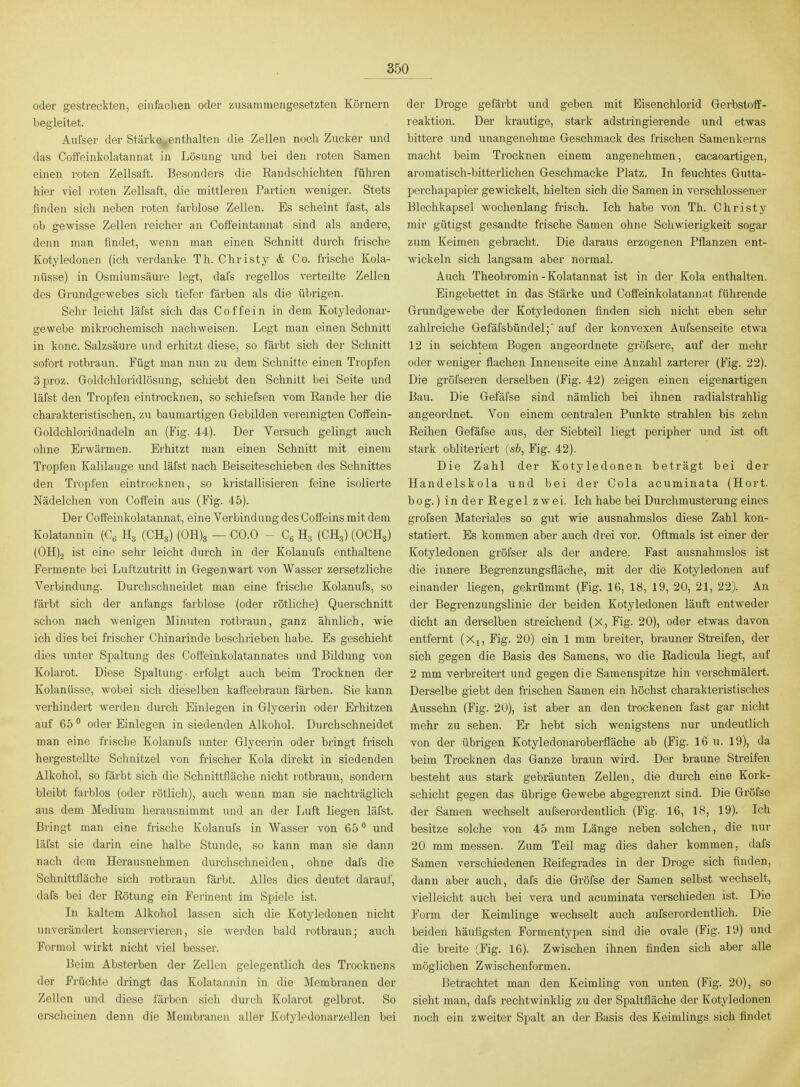oder gestreckten, einfachen oder zusammengesetzten Körnern begleitet. Änfser der Stärkes^enthalten die Zellen noch Zucker und das Coffeinkolatannat in Lösung und bei den roten Samen einen roten Zellsaft. Besonders die ßandschichten führen hier viel roten Zellsaft, die mittleren Partien weniger. Stets finden sich neben roten farblose Zellen. Es scheint fast, als ob gewisse Zellen reicher an Colfeintannat sind als andere, denn man findet, wenn man einen Schnitt durch frische Kotyledonen (ich verdanke Th. Christy & Co. ft-ische Kola- nüsse) in Osmiumsäm-e legt, dafs regellos verteilte Zellen des Grundgewebes sich tiefer färben als die übrigen. Sehr leicht läfst sich das Coffein in dem Kotyledonar- ge webe mikrochemisch nachweisen. Legt man einen Schnitt in konc. Salzsäure und erhitzt diese, so färbt sich der Schnitt sofort rotbraun. Fügt man nun zu dem Schnitte einen Tropfen 3proz. Goldchloridlösung, schiebt den Schnitt bei Seite und läfst den Tropfen eintrocknen, so schiefsen vom Rande her die charakteristischen, zu baumartigen Gebilden vereinigten Cotfein- Goldchloridnadeln an (Fig. 44). Der Versuch gelingt auch ohne Erwärmen. Erhitzt man einen Schnitt mit einem Tropfen Kalilauge und läfst nach Beiseitescliieben des Schnittes den Tropfen eintrocknen, so kristallisieren feine isolierte Nädelchen von Coffein aus (Fig. 45). Der Coff'einkolatannat, eine Verbindung des Coifeins mit dem Kolatannin (C« H3 (CH3) (0H)3 — CO.O - Cg Hg (CH,) (OCH3) (0H).2 ist eine sehr leicht durch in der Kolanufs enthaltene Fermente bei Luftzutritt in Gegenwart von Wasser zersetzliche Verbindung. Durchschneidet man eine frische Kolanufs, so färbt sich der anfangs farblose (oder rötliche) Querschnitt schon nach wenigen Minuten rotbraun, ganz ähnlich, wie ich dies bei frischer Chinarinde beschrieben habe. Es geschieht dies unter Spaltung des Coffeinkolatannates und Bildung von Kolarot. Diese Spaltung- erfolgt auch beim Trocknen der Kolanüsse, wobei sich dieselben kaffeebraun färben. Sie kann verhindert werden dui'ch Einlegen in Glycerin oder Erhitzen auf 65 ° oder Einlegen in siedenden Alkohol. Durchschneidet man eine frische Kolanufs unter Glycerin oder bringt frisch hergestellte Schnitzel von frischer Kola direkt in siedenden Alkohol, so färbt sich die Schnittfläche nicht lotbraun, sondern bleibt farblos (oder rötUcli), auch wenn man sie nachträglich aus dem Medium lierausnimmt und an der Luft liegen läfst. Bringt man eine frische Kolanufs in Wasser von 65 ° und läfst sie darin eine halbe Stunde, so kann man sie dann nach dem Herausnehmen durchschneiden, ohne dafs die Schnittfläche sich rotbraun färbt. Alles dies deutet darauf, dafs bei der Eötung ein Fertnent im Spiele ist. In kaltem Alkohol lassen sich die Kotyledonen nicht unverändert konservieren, sie werden bald rotbraun; auch Formol wirkt nicht viel besser. Beim Absterben der Zellen gelegentlich des Trocknens der Früchte dringt das Kolatannin in die Membranen der Zellen und diese färben sich durch Kolarot gelbrot. So erscheinen denn die Membranen aller Kotyledonarzellen bei der Droge gefärbt und geben mit Eisenchlorid Gerbstoff- reaktion. Der krautige, stark adstringierende und etwas bittere und unangenehme Geschmack des frischen Samenkerns macht beim Trocknen einem angenehmen, cacaoartigen, aromatisch-bitterlichen Geschmacke Platz. In feuchtes Gutta- perchapapier gewickelt, hielten sich die Samen in verschlossener Blechkapsel wochenlang frisch. Ich habe von Th. Christy mir gütigst gesandte frische Samen ohne Schwierigkeit sogar zum Keimen gebracht. Die daraus erzogenen Pflanzen ent- wickeln sich langsam aber normal. Auch Theobromin - Kolatannat ist in der Kola enthalten. Eingebettet in das Stärke und Coff'einkolatannat führende Grundgewebe der Kotyledonen finden sich nicht eben sehr zahlreiche Gefäfsbündel;' auf der konvexen Aufsenseite etwa 12 in seichtem Bogen angeordnete gröfsere, auf der mehr oder weniger flachen Innenseite eine Anzahl zarterer (Fig. 22). Die gröfseren derselben (Fig. 42) zeigen einen eigenartigen Bau. Die Gefäfse sind nämlich bei ihnen radialstrahlig angeordnet. Von einem centralen Punkte strahlen bis zehn Reihen Gefäfse aus, der Siebteil liegt peripher und ist oft stark obliteriert [sb, Fig. 42). Die Zahl der Kotyledonen beträgt bei der Handelskola und bei der Cola acuminata (Hort, bog.) in der Regel zwei. Ich habe bei Durchmusterung eines grofsen Materiales so gut wie ausnahmslos diese Zahl kon- statiert. Es kommen aber auch drei vor. Oftmals ist einer der Kotyledonen gröfser als der andere. Fast ausnahmslos ist die innere Begrenzungsfläche, mit der die Kotyledonen auf einander liegen, gekrümmt (Fig. 16, 18, 19, 20, 21, 22). An der Begrenzungslinie der beiden Kotyledonen läuft entweder dicht an derselben streichend (x, Fig. 20), oder etwas davon entfernt (Xj, Fig. 20) ein 1 mm breiter, brauner Streifen, der sich gegen die Basis des Samens, wo die Radicula liegt, auf 2 mm verbreitert und gegen die Samenspitze hin verschmälert. Derselbe giebt den frischen Samen ein höchst charakteristisches Aussehn (Fig. 20), ist aber an den trockenen fast gar nicht mehr zu sehen. Er hebt sich wenigstens nur undeutlich von der übrigen Kotyledonaroberfläche ab (Fig. 16 u. 19), da beim Trocknen das Ganze braun wird. Der braune Streifen besteht aus stark gebräunten Zellen, die durch eine Kork- schicht gegen das übrige Gewebe abgegrenzt sind. Die Gröfse der Samen wechselt aufserordentlich (Fig. 16, 18, 19). Ich besitze solche von 45 mm Länge neben solchen, die nur 20 mm messen. Zum Teil mag dies daher kommen, dafs Samen verschiedenen Reifegrades in der Droge sich finden, dann aber auch, dafs die Gröfse der Samen selbst wechselt, vielleicht auch bei vera und acuminata verschieden ist. Die Form der Keimlinge wechselt auch aufserordentlich. Die beiden häufigsten Formentypen sind die ovale (Fig. 19) und die breite (Fig. 16). Zwischen ihnen finden sich aber alle möglichen Zwischenformen. Betrachtet man den Keimling von unten (Fig. 20), so sieht man, dafs rechtwinklig zu der Spaltfläche der Kotyledonen noch ein zweiter Spalt an der Basis des Keimlings sich findet