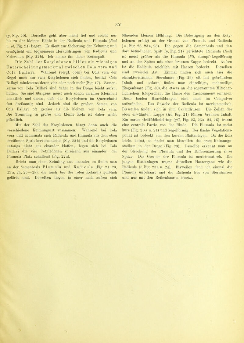 (?/, Fig. 20). Derselbe geht aber nicht tief und reicht nur bis zu der kleinen Höhle in der Eadicula und Plumula [Rad u. pl^ Fig. 21) liegen. Er dient zur Sicherung der Keimung und ermöglicht ein bequemeres Hervordringen von Eadicula und Federchen (Fig. 22 b). Ich nenne ihn daher Keimspalt. Die Zahl der Kotyledonen bildet ein wichtiges Unterscheidungsmerkmal zwisehen C ola vera und Cola Bailayi. Während (vergl. oben) bei Cola vera der Regel nach nur zwei Kotyledonen sich finden, besitzt Cola Ballayi mindestens deren vier oder noch mehr (Fig. 17). Samen- kerne von Cola Ballayi sind daher in der Droge leicht aufzu- finden. Sie sind übrigens meist auch schon an ihrer Kleinheit kenntlich und daran, dafs die Kotyledonen im Querschnitt fast dreikantig sind. Jedoch sind die grofsen Samen von Cola Ballayi oft gröfser als die kleinen von Cola vera. Die Trennung in grofse und kleine Kola ist daher nicht glücklich. Mit der Zahl der Kotyledonen hängt denn auch die verschiedene Keimungsart zusammen. Während bei Cola vera und acuminata sich Radiciüa und Plumula aus dem oben erwähnten Spalt hervorschieben (Fig. 22 b) und die Kotyledonen anfangs nicht aus einander klaffen, legen sich bei Cola Ballayi die vier Cotyledonen spreizend aus einander, der Plumula Platz schaffend (Fig. 22 a). Bricht man einen Keimling aus einander, so findet man an der Samenbasis Plumula und Eadicula (Fig. 21, 23, 23 a, 24, 25—28), die auch bei der roten Kolanufs gelblich gefärbt sind. Dieselben liegen in einer nach aufsen sich öffnenden Ideinen Höhlung. Die Befestigung an den Koty- ledonen erfolgt an der Grenze von Plumula und Eadicula (X, Fig. 23, 23a, 28). Die gegen die Samenbasis und den dort befindlichen Spalt (?/, Fig. 21) gerichtete Eadicula [Rad) ist meist gröfser als die Plumula (P/), stumpf - kegelförmig und an der Spitze mit einer braunen Kappe bedeckt. Aufsen ist die Eadicula reichlich mit Haaren bedeckt. Dieselben sind zweierlei Art. Einmal finden sich auch hier die charakteristischen Sternhaare (Fig. 29) oft mit gebräuntem Inhalt und sodann findet man einreihige, mehrzellige Etagenhaare (Fig. 30), die etwas an die sogenannten Mitscher- lich'schen Körperchen, die Haare des Cacaosamens erinnern. Diese beiden Haarbildungen sind auch im Colapulver aufzufinden. Das Gewebe der Eadicula ist meristematisch. Bisweilen finden sich in ihm Oxalatdrusen. Die Zellen der oben erwähnten Kappe (A'a, Fig. 24) führen braunen Inhalt. Bin zarter Qefäfsbündelring {gfh, Fig. 23, 23a, 24, 26) trennt eine centrale Partie von der Einde. Die Plumula ist meist kurz (Fig. 23 a u. 24) und kegelförmig. Der flache Vogetations- punkt ist bedeckt von den kurzen Blattanlagen. Da die Kola leicht keimt, so findet man bisweilen das erste Keimungs- stadium in der Droge (Fig. 23). Dasselbe erkennt man an der Streckung der Plumula und der Differenzierung ihrer Spitze. Das Gewebe der Plumula ist meristematisch. Die jungen Blattanlagen tragen dieselben Haarorgane wie die Eadicula (t-, Fig. 23 a u. 24). Bisweilen fand ich einmal die Plumula unbehaart und die Eadicula frei von Sternhaaren und nur mit den Eeihenhaaren besetzt.