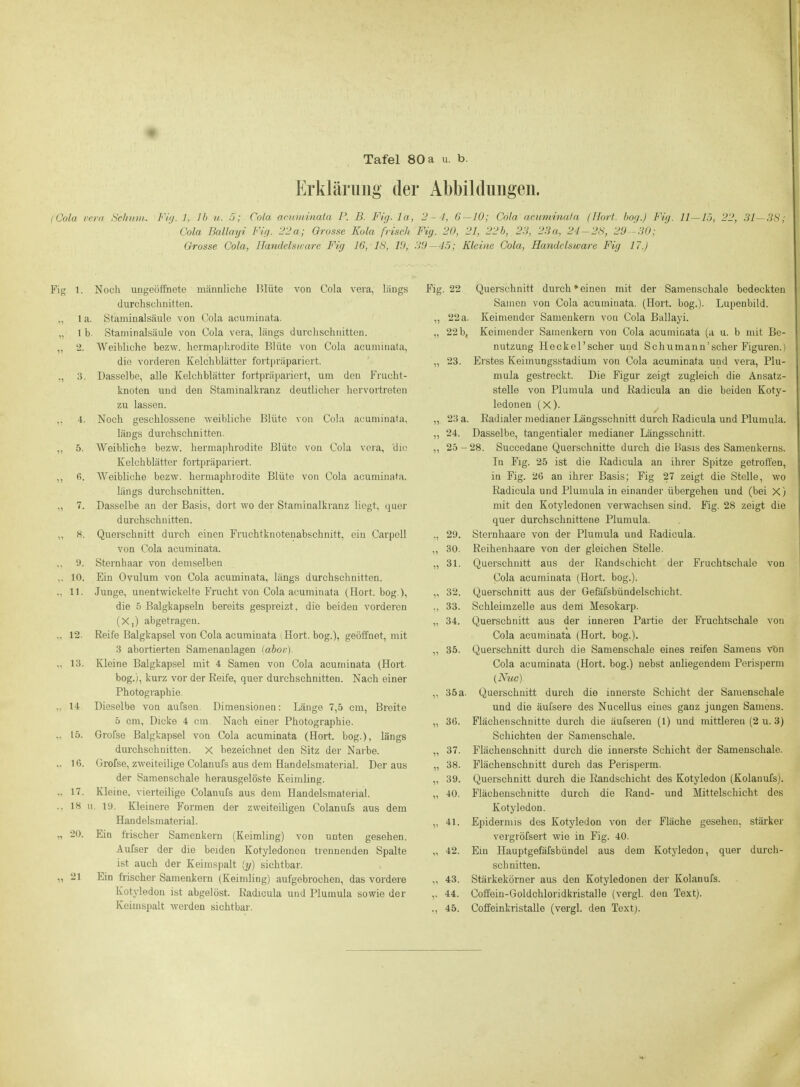 Erklärung der Abbildungen. (Cola Vera Scliuni. Fiy. h Jb u- ö; Cola ocinii.inaia P. B. Fi(j. la, 'J- l, 6—10; Cola acuminata (Hort, bog.) Fij. 11—15, 22, 31—3S; Cola Ballayi Fü/. 22a; Grosse Kola frisch Fig. 20, 21, 22h, 23, 28a, 24-2S, 20-30; Grosse Cola, Handelsirare Fig 16, 18, 10, 39 — 45; Kleine Cola, Handelsware Fig 17.) 3. 4. 5. 6. 8. 9. 10. 11. 12 13. 14 20, 21 „ 22a „ 22 b, „ 23. „ 23 a, „ 24. 9.T - Fig 1. Noch ungeöffnete männliche Hlüte von Cola vera, längs Fig. 22 durchschnitten. „ 1 a. Staminalsäule von Cola acuiniuata. „ I b. Staminalsäule von Cola vera, längs durchschnitten. „ 2. Weibliche bezw. hermaphrodite Blüte von Cola acuminata, die voi'deren Kelchblätter fortpräpariort. Dasselbe, alle Kelchblätter fortpräijariert, uni den Frucht- knoten und den Staniinalkranz deutlicher hervortreten zu lassen. Noch geschlossene weibliche Blüte von Cola acuminata, längs durchschnitten. AVeibliche bezw. hermaphrodite Blüte von Cola vera, 'die Kelchblätter fortpräpariert. Weibliche bezw. hermaphrodite Blüte von Cola acuminata. längs durchschnitten. Dasselbe an der Basis, dort wo der Staniinalkranz liegt, quer durchschnitten. Querschnitt durch einen Fruchtknotenabschnitt, ein Carpell ,, 29. von Cola acuminata. ,, 30. Sternhaar von demselben „ 31. Ein Ovulum von Cola acuminata, längs durchschnitten. Junge, unentwickelte Frucht von Cola acuminata (Hort, bog.), „ 32. die 5 Balgkapseln bereits gespreizt, die beiden vorderen 33. (X,) abgetragen. „ 34. Reife Balgkapsel von Cola acuminata i Hort, bog.), geöffnet, mit 3 abortierten Samenanlagen (abov). „ 35. Kleine Balgkapsel mit 4 Samen von Cola acuminata (Hort- bog.), kurz vor der Reife, quer durchschnitten. Nach einer Photographie. „ 35a. Dieselbe von aufsen. Dimensionen: Länge 7,5 cm, Breite 5 cm, Dicke 4 cm Nach einer Photographie. „ 36. 15. Grofse Balgkapsel von Cola acuminata (Hort, bog.), längs durchschnitten. X bezeichnet den Sitz der Narbe. „ 37. 16. Grofse, zweiteilige Colanufs aus dem Handelsmaterial. Der aus „ 38. der Samenschale herausgelöste Keimling. „ 39, 17. Kleine, vierteilige Colanufs aus dem Handelsmaterial. „ 40. 18 u. 19. Kleinere Formen der zweiteiligen Colanufs aus dem Handelsmaterial. „ 41. Ein frischer Samenkern (Keimling) von unten gesehen. Aufser der die beiden Kotyledonen trennenden Spalte „ 42. ist auch der Keimspalt [y) sichtbar. Ein frischer Samenkern (Keimling) aufgebrochen, das vordere „ 43. Kotyledon ist abgelöst. Radicula und Plumula sowie der ,. 44. Keimspalt werden sichtbar. 45. Querschnitt durch*einen mit der Samenschale bedeckten Samen von Cola acuminata. (Hort. bog.). Lupenbild. Keimender Sameukern von Cola Ballayi. Keimender Samenkern von Cola acuminata (a u. b mit Be- nutzung Heckel'scher und Schumann'scher Figuren.) Erstes Keimungsstadium von Cola acuminata und vera, Plu- mula gestreckt. Die Figur zeigt zugleich die Ansatz- stelle von Plumula und Radicula an die beiden Koty- ledonen (X). Radialer medianer Längsschnitt durch Radicula und Plumula. Dasselbe, tangentialer medianer Längsschnitt. 28. Succedane Querschnitte durch die Basis des Samenkerns. In Flg. 25 ist die Radicula an ihrer Spitze getroffen, in Fig. 26 an ihrer Basis; Fig 27 zeigt die Stelle, wo Radicula und Plumula in einander übergehen und (bei X) mit den Kotyledonen verwachsen sind. Fig. 28 zeigt die quer durchschnittene Plumula. Sternhaare von der Plumula und Radicula. Reihenhaare von der gleichen Stelle. Querschnitt aus der Randschicht der Fruchtschale von Cola acuminata (Hort. bog.). Querschnitt aus der Gefäfsbündelschicht. Schleirazelle aus dem Mesokarp. Querschnitt aus der inneren Partie der Fruchtschale von Cola acuminata (Hort. bog.). Querschnitt durch die Samenschale eines reifen Samens v'on Cola acuminata (Hort, bog.) nebst anliegendem Perisperm {Nuc) Querschnitt durch die innerste Schicht der Samenschale und die äufsere des Nucellus eines ganz jungen Samens. Flächenschnitte durch die äufseren (1) und mittleren (2 u. 3) Schichten der Samenschale. Flächenschnitt durch die innerste Schicht der Samenschale. Flächenschnitt durch das Perisperm. Querschnitt durch die Randschicht des Kotyledon (Kolanufs). Flächenschnitte durch die Rand- und Mittelschicht des Kotyledon. Epidermis des Kotyledon von der Fläche gesehen, stärker vergröfsert wie in Fig. 40. Ein Hauptgefäfsbündel aus dem Kotyledon, quer durch- schnitten, Stärkekörner aus den Kotyledonen der Kolanufs. Coffein-Goldchloridkristalle (vergl. den Text). Coffeinkristalle (vergl. den Text).