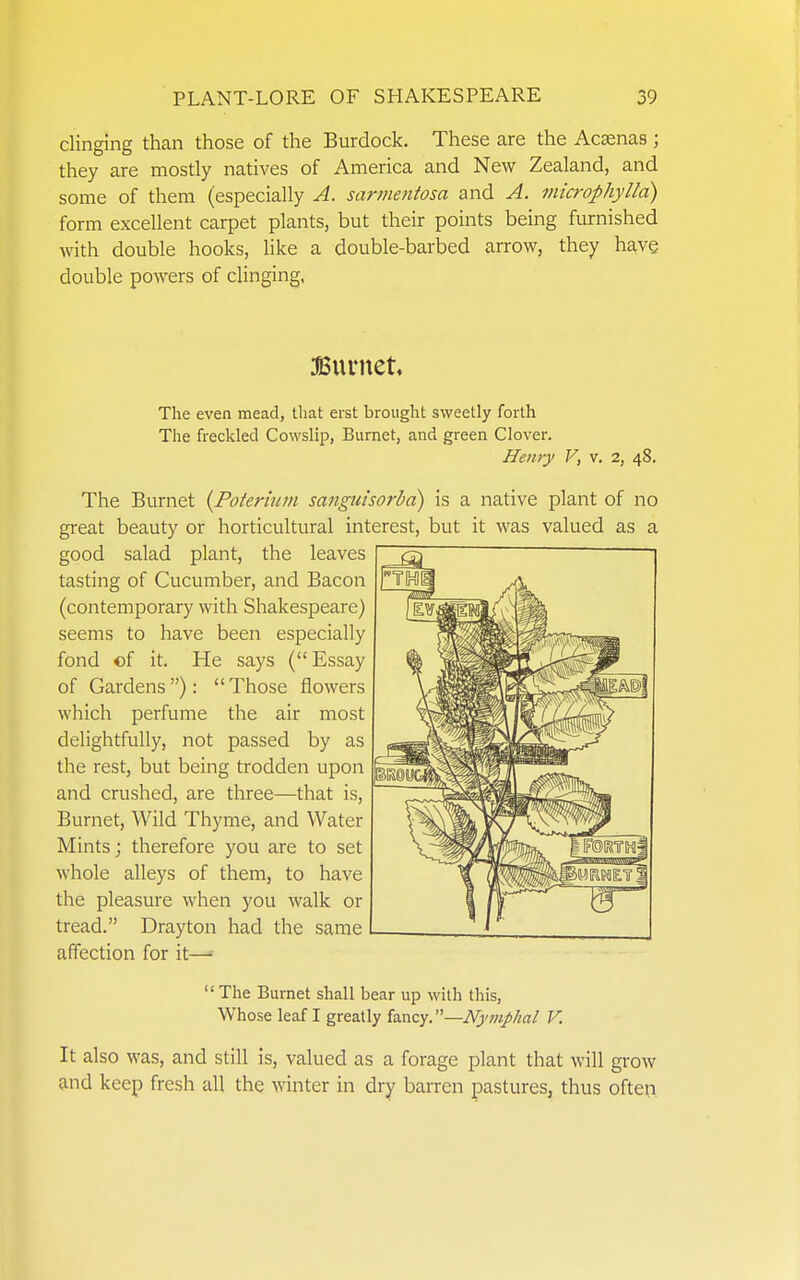clinging than those of the Burdock. These are the Ac^nas; they are mostly natives of America and New Zealand, and some of them (especially A. sarmentosa and A. microphylla) form excellent carpet plants, but their points being furnished with double hooks, like a double-barbed arrow, they have double powers of clinging, Burnet. The even mead, that erst brought sweetly forth The freckled Cowslip, Burnet, and green Clover. Henry F, v. 2, 48. The Burnet {Poieriu/n sanguisorbd) is a native plant of no great beauty or horticultural interest, but it was valued as a good salad plant, the leaves tasting of Cucumber, and Bacon (contemporary with Shakespeare) seems to have been especially fond of it. He says ( Essay of Gardens): Those flowers which perfume the air most delightfully, not passed by as the rest, but being trodden upon and crushed, are three—that is, Burnet, Wild Thyme, and Water Mints; therefore you are to set whole alleys of them, to have the pleasure when you walk or tread. Drayton had the same affection for it—•-  The Burnet shall bear up with this, Whose leaf I greatly izx^zy^—Nymplial V. It also was, and still is, valued as a forage plant that will grow and keep fresh all the winter in dry barren pastures, thus often
