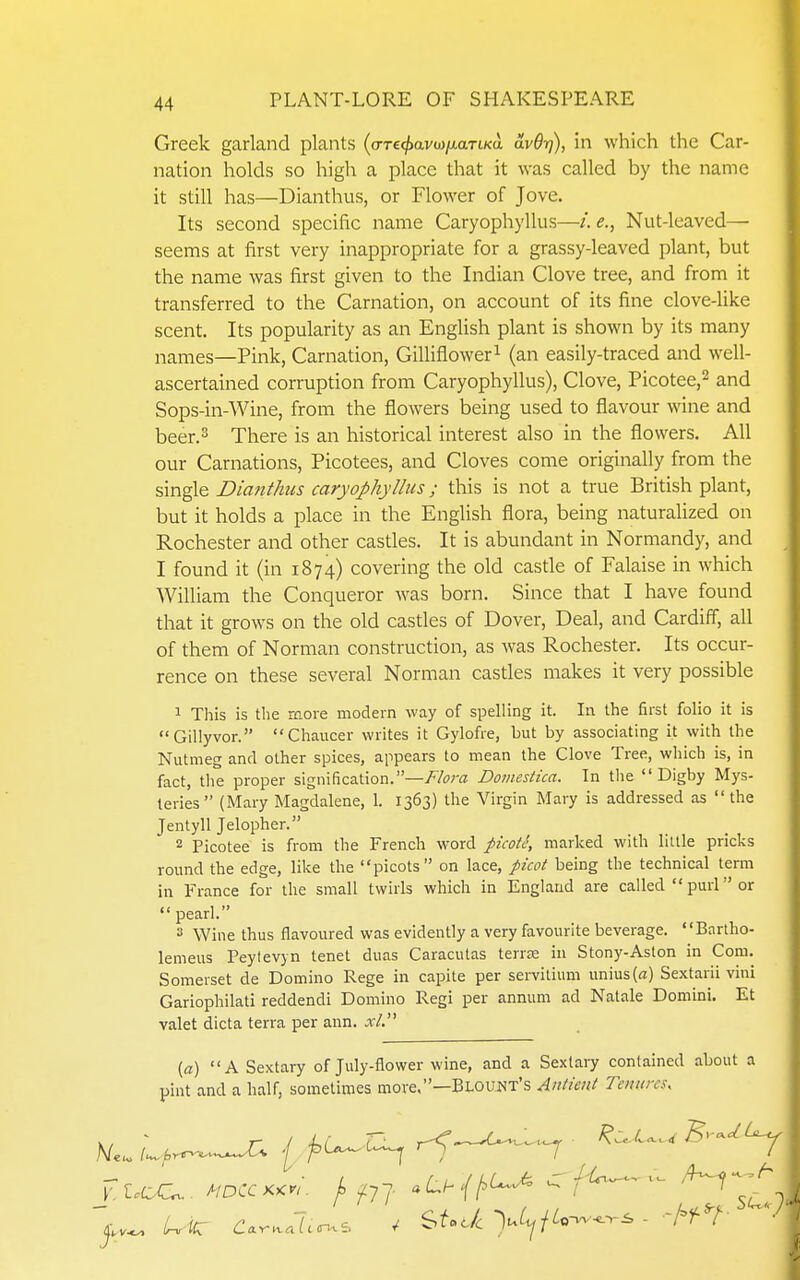 Greek garland plants ((rT£<^avo)/xaTtKu a.v9i]), in which the Car- nation holds so high a place that it was called by the name it still has—Dianthus, or Flower of Jove. Its second specific name Caryophyllus—/. e., Nut-leaved— seems at first very inappropriate for a grassy-leaved plant, but the name was first given to the Indian Clove tree, and from it transferred to the Carnation, on account of its fine clove-like scent. Its popularity as an English plant is shown by its many names—Pink, Carnation, Gilliflower^ (an easily-traced and well- ascertained corruption from Caryophyllus), Clove, Picotee,^ and Sops-in-Wine, from the flowers being used to flavour wine and beer. 3 There is an historical interest also in the flowers. All our Carnations, Picotees, and Cloves come originally from the single Dianthns caryophyllus; this is not a true British plant, but it holds a place in the English flora, being naturalized on Rochester and other casdes. It is abundant in Normandy, and I found it (in 1874) covering the old casde of Falaise in which William the Conqueror was born. Since that I have found that it grows on the old casdes of Dover, Deal, and Cardiff, all of them of Norman construction, as was Rochester. Its occur- rence on these several Norman castles makes it very possible 1 This is the more modern way of spelling it. In the first folio it is Gillyvor. Chaucer writes it Gylofre, but by associating it with the Nutmeg and other spices, appears to mean the Clove Tree, wliich is, in fact, the proper signification.—/7<?;-rt Domestica. In the  Digby Mys- teries (Mary Magdalene, 1. 1363) the Virgin Mary is addressed as the Jentyll Jelopher. 2 Picotee is from the French word picoU, marked with little pricks round the edge, like the picots on lace, picot being the technical term in France for the small twirls which in England are called  purl or  pearl. 3 Wine thus flavoured was evidently a very favourite beverage. Bartho- lemeus Peytevjn tenet duas Caracutas terrse in Stony-Aston in Com. Somerset de Domino Rege in capite per sei-vitium unius(a) Sextarii vini Gariophilati reddendi Domino Regi per annum ad Natale Domini. Et valet dicta terra per ann. x/. (a) A Sextary of July-flower wine, and a Sextaiy contained about a pint and a half, sometimes more.—Blount's Antient Tenures. l.CC^. HDCCKKfi. ^^77. aLh{f>(^^ c/'^-^-- ^^'^Su.l