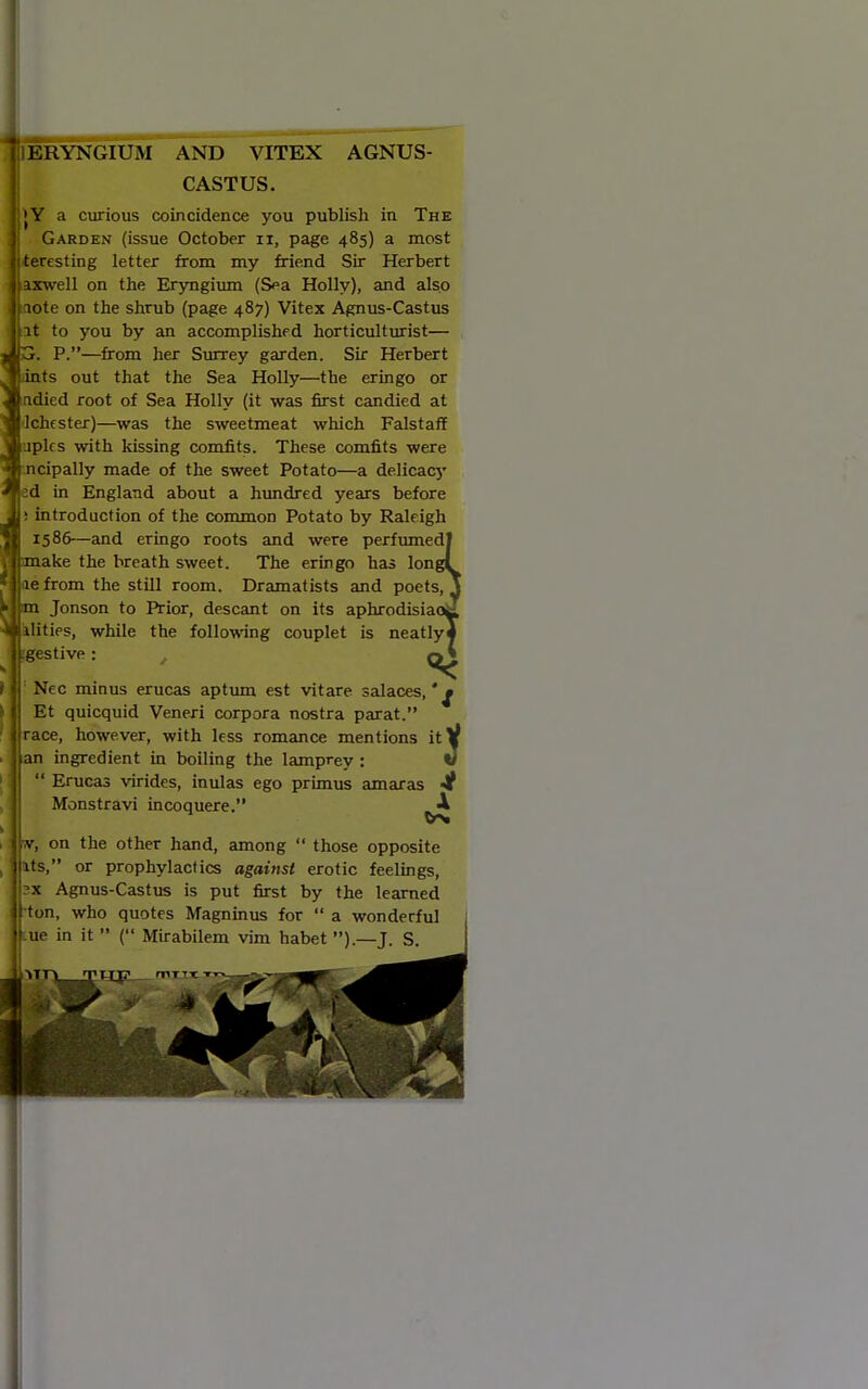 lERYNGIUM AND VITEX AGNUS- CASTUS. |Y a curious coincidence you publish in The Garden (issue October ii, page 485) a most eresting letter from my friend Sir Herbert ixwell on the Eryngium (Sea Holly), and also ote on the shrub (page 487) Vitex Agnus-Castus It to you by an accomplished horticulturist— J. P.—from her Surrey garden. Sir Herbert ints out that the Sea Holly—the eringo or ndied root of Sea Holly (it was first candied at ilchcster)—was the sweetmeat which Falstaff uplcs with kissing comfits. These comfits were mcipally made of the sweet Potato—a delicacj' |ed in England about a himdred years before J introduct ion of the common Potato by Raleigh 1586—and eringo roots and were perftmiedl ake the breath sweet. The eringo has longl _-e from the still room. Dramatists and poets, J m m Jonson to Prior, descant on its aphrodisiaoil ^ilities, while the following couplet is neatlyJ :gestive: ^ qi^ Nec minus erucas aptimi est vitare salaces, *^ Et quicquid Veneri corpora nostra parat. race, however, with less romance mentions it an ingredient in boiling the lamprey : Erucas virides, inulas ego primus amaras JI Monstravi incoquere. ^ •V, on the other hand, among  those opposite its, or prophylactics against erotic feelings, X Agnus-Castus is put first by the learned f ton, who quotes Magninus for  a wonderful ' ue in it  ( Mirabilem vim habet).—J. S