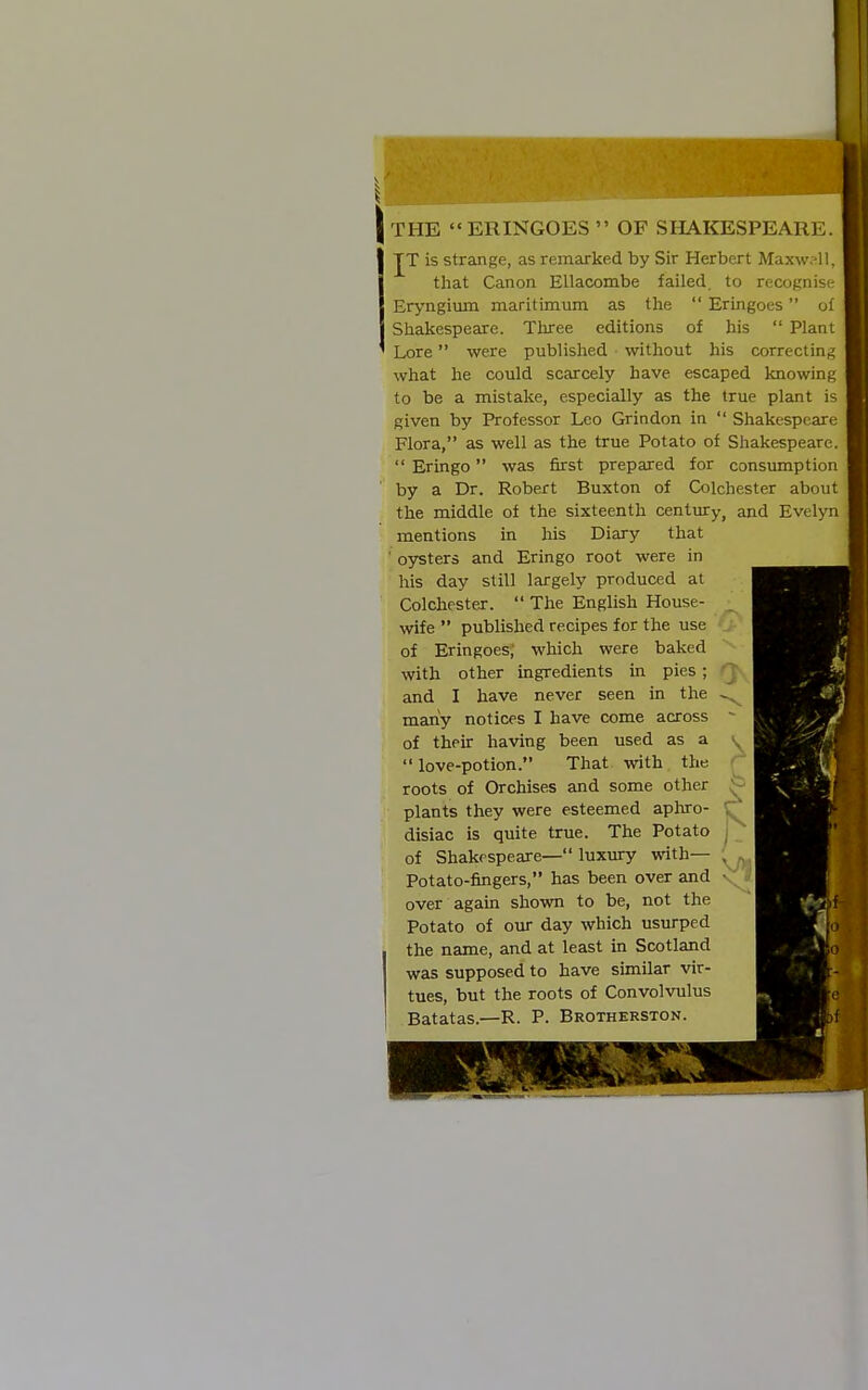THE  ERINGOES  OF SHAKESPEARE. JT is strange, as remarked by Sir Herbert Maxwsll, that Canon EUacombe failed, to recognise Eryngium maritimum as the  Eringoes of Shakespeare. Three editions of his  Plant Lore were published without his correcting what he could scarcely have escaped knowing to be a mistake, especially as the true plant is given by Professor Leo Grindon in  Shakespeare Flora, as well as the true Potato of Shakespeare.  Eringo was first prepared for consumption by a Dr. Robert Buxton of Colchester about the middle of the sixteenth century, and Evelyn mentions in his Diary that ' oysters and Eringo root were in his day still largely produced at Colchester.  The English House- _ wife published recipes for the use ■ j- of Eringoes; which were baked with other ingredients in pies; 'J and I have never seen in the many notices I have come across - of their having been used as a y love-potion. That with the  roots of Orchises and some other plants they were esteemed aphro- disiac is quite true. The Potato i of Shakespeare— luxury with— , ^ Potato-fingers, has been over and ■ over agaui shown to be, not the Potato of our day which usurped the name, and at least in Scotland was supposed to have similar vir- tues, but the roots of Convolvulus Batatas.—R. P. Brotherston.
