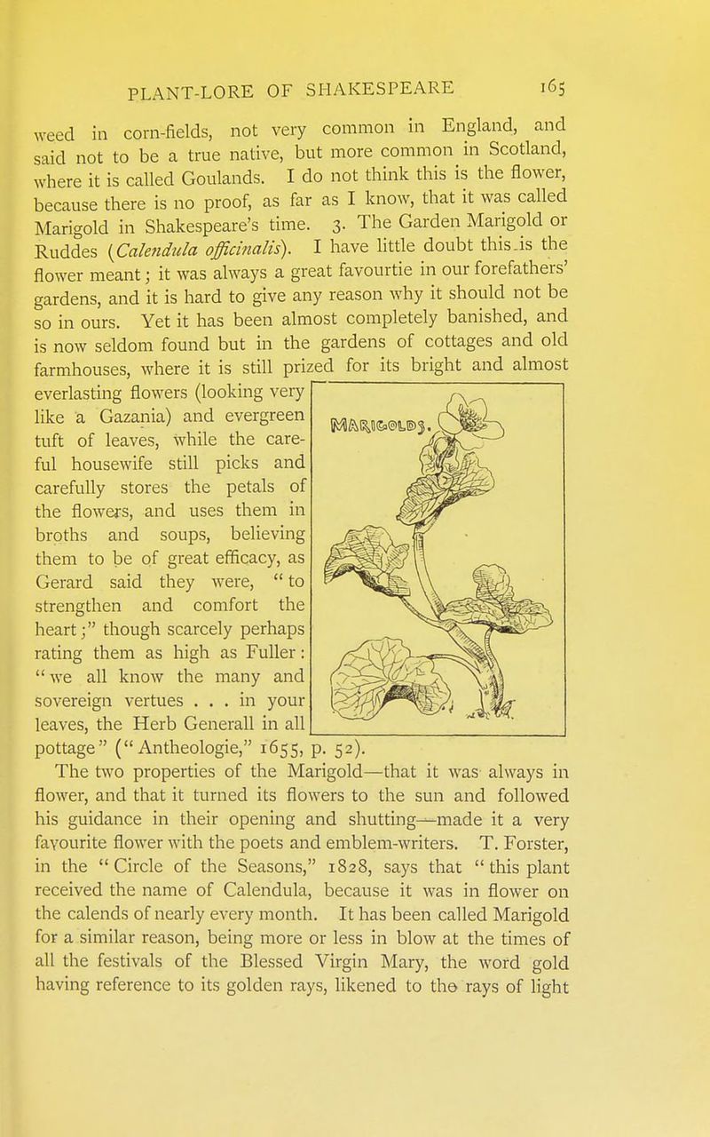 weed in corn-fields, not very common in England, and said not to be a true native, but more common in Scotland, where it is called Goulands. I do not think this is the flower, because there is no proof, as far as I know, that it was called Marigold in Shakespeare's time. 3. The Garden Marigold or Ruddes {Cakfidula officinalis). I have little doubt this.is the flower meant; it was always a great favourtie in our forefathers' gardens, and it is hard to give any reason why it should not be so in ours. Yet it has been almost completely banished, and is now seldom found but in the gardens of cottages and old farmhouses, where it is still prized for its bright and almost everlasting flowers (looking very like a Gazania) and evergreen tuft of leaves, while the care- ful housewife still picks and carefully stores the petals of the flowers, and uses them in broths and soups, believing them to be of great efficacy, as Gerard said they were,  to strengthen and comfort the heart; though scarcely perhaps rating them as high as Fuller:  we all know the many and sovereign vertues ... in your leaves, the Herb Generall in all pottage ( Antheologie, 1655, The two properties of the Marigold—that it was always in flower, and that it turned its flowers to the sun and followed his guidance in their opening and shutting—made it a very favourite flower with the poets and emblem-writers. T. Forster, in the Circle of the Seasons, 1828, says that  this plant received the name of Calendula, because it was in flower on the calends of nearly every month. It has been called Marigold for a similar reason, being more or less in blow at the times of all the festivals of the Blessed Virgin Mary, the word gold having reference to its golden rays, likened to tho rays of light P- 52).