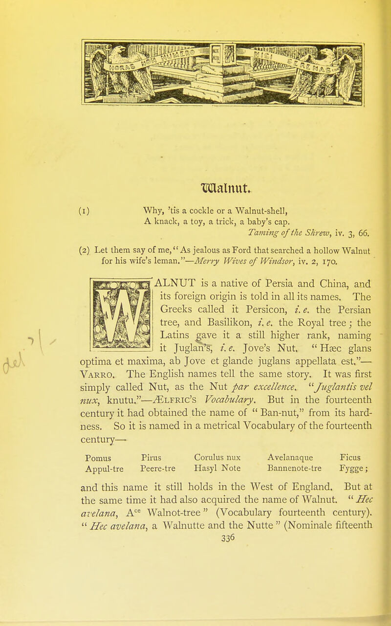 Malnut (1) Why, 'tis a cockle or a Walnut-shell, A knack, a toy, a trick, a baby's cap. Taming of the Shrew, iv. 3, 66. (2) Let them say of me, As jealous as Ford that searched a hollow Walnut for his wife's leman.—Merry Wives of Windsor, iv. 2, 170. ALNUT is a native of Persia and China, and its foreign origin is told in all its names. The Greeks called it Persicon, i. e. the Persian tree, and Basilikon, /. e. the Royal tree; the Latins ^ave it a still higher rank, naming it Juglan's, /. e. Jove's Nut.  H^c glans optima et maxima, ab Jove et glande juglans appellata est.— Varro. The English names tell the same story. It was first simply called Nut, as the Nut par excellence. Juglantis vel mix, knutu.—^Elfric's Vocabulary. But in the fourteenth century it had obtained the name of  Ban-nut, from its hard- ness. So it is named in a metrical Vocabulary of the fourteenth century—• Pomus Pirus Corulus nux Avelanaque Ficus Appul-tre Peere-tre Hasyl Note Bannenote-tre Fygge; and this name it still holds in the West of England. But at the same time it had also acquired the name of Walnut.  Hec avelana, A Walnot-tree (Vocabulary fourteenth century). Hec avelana, a Walnutte and the Nutte  (Nominale fifteenth