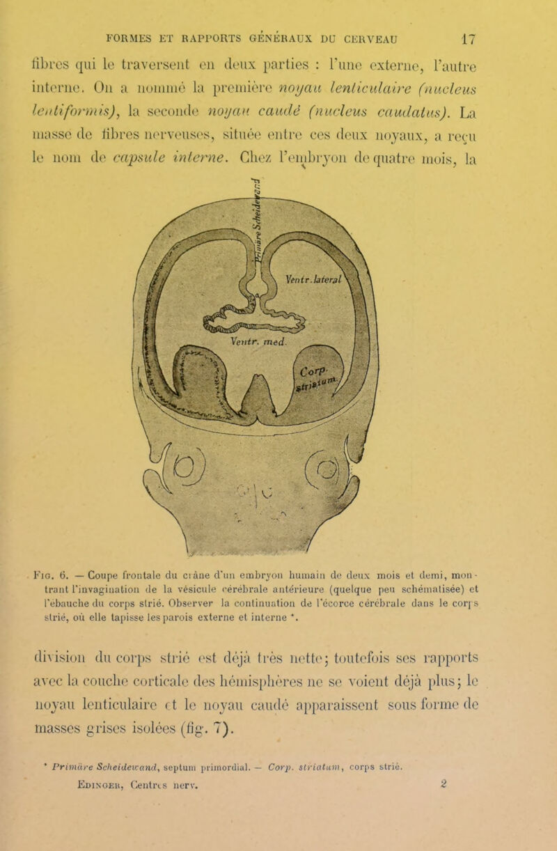 libres qui le traversent en deux parties : l’une externe, l’autre interne. On a nomme la première noyau lenticulaire (nucléus lentiformis), la seconde noyau caudè (nucléus caudalus). La niasse de libres nerveuses, située entre ces deux noyaux, a reçu le nom de capsule interne. Chez l’embryon de quatre mois, la Tl Fig. 6. — Coupe frontale du crâne d'un embryon humain de deux mois et demi, mon- trant l'invagination de la vésicule cérébrale antérieure (quelque peu schématisée) et l'ébauche du corps strié. Observer la continuation de l'écorce cérébrale dans le corps strié, où elle tapisse les parois externe et interne *. division du corps strié est déjà très nette ; toutefois scs rapports avec la couche corticale des hémisphères ne se voient déjà plus ; le noyau lenticulaire et le noyau caudé apparaissent sous forme de masses grises isolées (fig. 7). * Primare Sclieidewand, septum primordial. — Corp. striatum, corps strié. Edinoeh, Centres nerv. 2