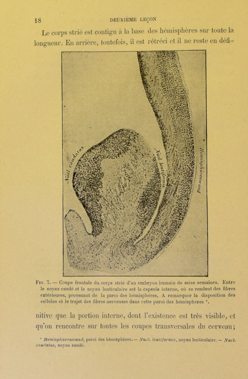 Le corps strie est contigu à la base des hémisphères sur toute la longueur. En arrière, toutefois, il est rétréci et il ne îcste en défi— Fig. 7. — Coupe frontale du corps strié d'un embryon humain de seize semaines. Entre le noyau caudé et le noyau lenticulaire est la capsule interne, où se rendent des fibres extérieures, provenant de la paroi des hémisphères. A remarquer la disposition des cellules et le trajet des fibres nerveuses dans cette paroi des hémisphères *. nitivc que la portion interne, dont F existence est très visible, et qu’on rencontre sur toutes les coupes transversales du cerveau; * Hemispharenwand, paroi des hémisphères.— JVucJ. lenliformis, noyau lenticulaire. — Xucl, caudalus, noyau caudé.