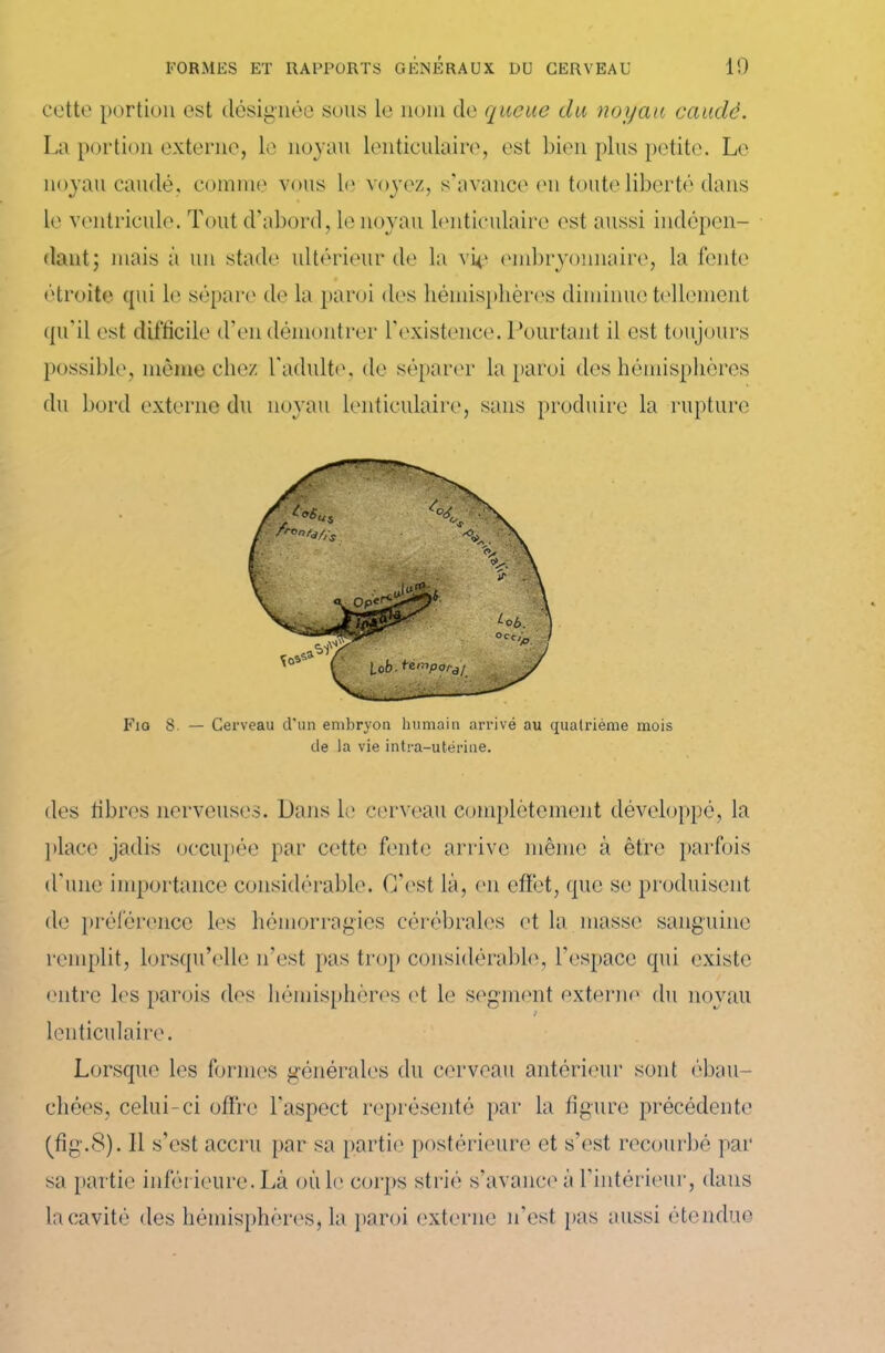 cotte portion est désignée sous le nom de queue du noyau caudè. La portion externe, le noyau lenticulaire, est bien plus petite. Le noyau caudé, comme vous le voyez, s'avance en toute liberté dans le ventricule. Tout d’abord, le noyau lenticulaire est aussi indépen- dant; mais à un stade ultérieur de la vie embryonnaire, la fente étroite qui le sépare de la paroi des hémisphères diminue tellement qu’il est difficile d'en démontrer l'existence. Pourtant il est toujours possible, même chez l'adulte, de séparer la paroi des hémisphères du bord externe du noyau lenticulaire, sans produire la rupture Fia 8. — Cerveau d’un embryon humain arrivé au quatrième mois de la vie intra-utérine. des libres nerveuses. Dans le cerveau complètement développé, la place jadis occupée par cette fente arrive même à être parfois d'une importance considérable. C’est là, en effet, que se produisent de préférence les hémorragies cérébrales et la masse sanguine remplit, lorsqu’elle n’est pas trop considérable, l’espace qui existe entre les parois des hémisphères et le segment externe du noyau t lenticulaire. Lorsque les formes générales du cerveau antérieur sont ébau- chées, celui-ci offre l’aspect représenté par la figure précédente (fig.S). 11 s’est accru par sa partie postérieure et s’est recourbé par sa partie inférieure. Là où le corps strié s’avance à l’intérieur, dans la cavité des hémisphères, la paroi externe n’est [tas aussi étendue