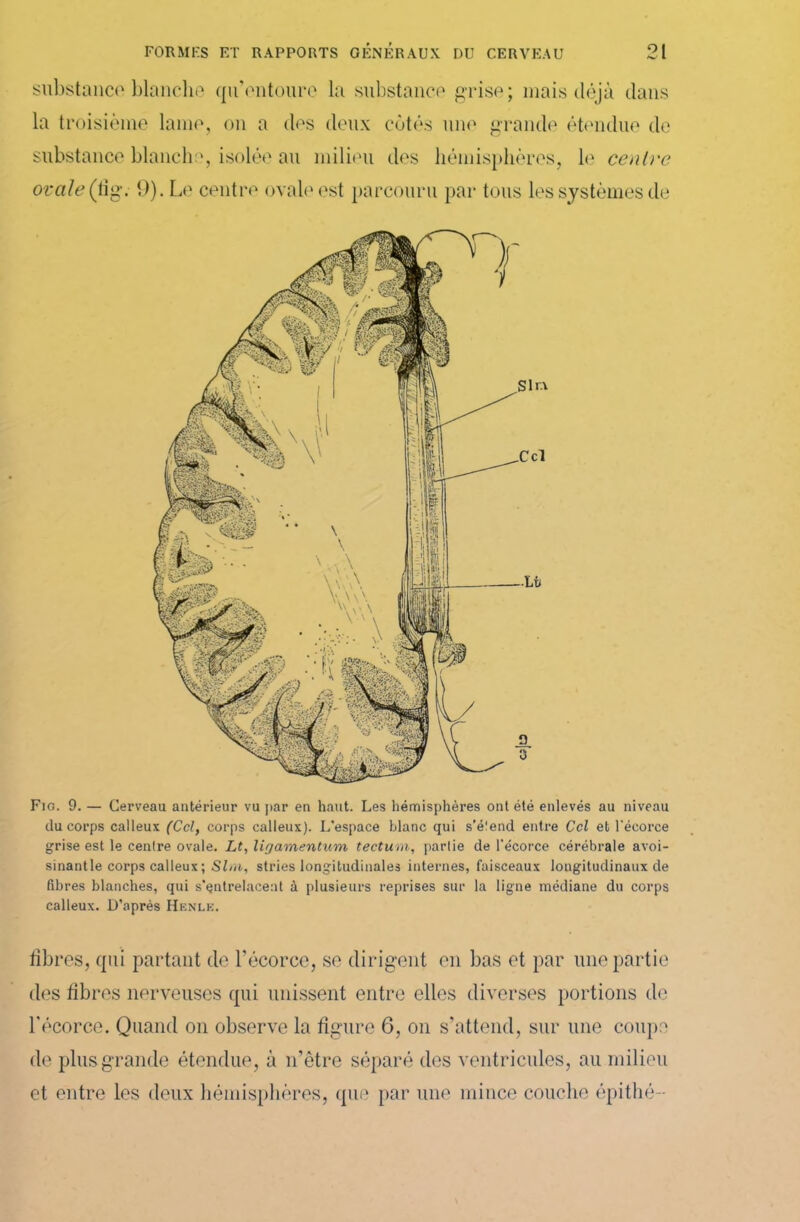 substance blanche qu’entoure la substance grise; mais déjà dans la troisième lame, on a des deux côtés une grande étendue de substance blanche, isolée au milieu des hémisphères, le centre orale (lig. 9). Le centre ovale est parcouru par tous les systèmes de Fig. 9. — Cerveau antérieur vu par eu haut. Les hémisphères ont été enlevés au niveau du corps calleux (Ccl, corps calleux). L'espace blanc qui s'étend entre Ccl et l’écorce grise est le centre ovale. Lt, ligamentum tectum, partie de l'écorce cérébrale avoi- sinantle corps calleux ; Sim, stries longitudinales internes, faisceaux longitudinaux de fd)res blanches, qui s'entrelacent à plusieurs reprises sur la ligne médiane du corps calleux. D'après Henle. fibres, qui partant de l’écorce, se dirigent en bas et par une partie des fibres nerveuses qui unissent entre elles diverses portions de l'écorce. Quand on observe la figure 6, on s’attend, sur une coupe de plus grande étendue, à n’ètre séparé des ventricules, au milieu et entre les deux hémisphères, que par une mince couche épithé—
