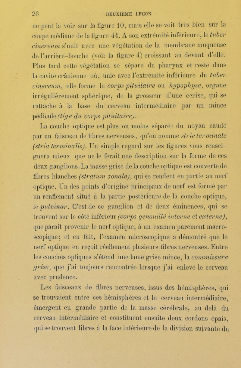 ne peut la voir sur la figure 10, mais elle se voit très bien sur la coupe médiane de la figure 44. A son extrémité inférieure, le tuber cinereum s’unit avec une végétation de la membrane muqueuse île l’arrière-bouche (voii la figure 4) croissant au devant d’elle. Plus tard cette végétation se sépare du pharynx et reste dans la cavité crânienne où, unie avec l’extrémité inférieure du tuber cinereum, elle forme le corps 'pituitaire ou hypophyse, organe irrégulièrement sphérique, de la grosseur d’une cerise, qui se rattache à la base du cerveau intermédiaire par un mince pédicule (tige du corps pituitaireJ. La couche optique est plus ou moins séparée du noyau caudé par un faisceau de fibres nerveuses, qu’on nomme strie terminale (stria ierminalis). Un simple regard sur les figures vous rensei- gnera mieux que ne le ferait une description sur la forme de ces deux ganglions. La niasse grise de la couche optique est couverte de fibres blanches (stratum zonale), qui se rendent en partie au nerf optique. Un des points d’origine principaux de nerf est formé par un renflement situé à la partie postérieure de la couche optique, le pulvinar. C’est de ce ganglion et de deux éminences, qui se trouvent sur le côté inférieur (corps genouillë interne et externe), que paraît provenir le nerf optique, à un examen purement macro- scopique; et en fait, l’examen microscopique a démontré que le nerf optique en reçoit réellement plusieurs fibres nerveuses. Entre les couches optiques s’étend une lame grise mince, la commissure grise, que j'ai toujours rencontrée lorsque j’ai enlevé le cerveau avec prudence. Les faisceaux de fibres nerveuses, issus des hémisphères, qui se trouvaient entre ces hémisphères et le cerveau intermédiaire, émergent en grande partie de la masse cérébrale, au delà du cerveau intermédiaire et constituent ensuite deux cordons épais, qui se trouvent libres h la face inférieure cle la division suivante du