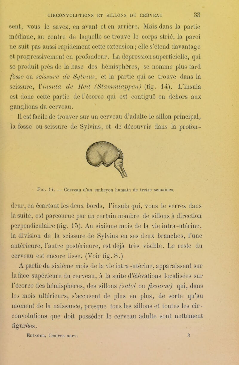 sent, vous le savez, en avant et en arrière. Mais dans la partie médiane, au centre de laquelle se trouve le corps strié, la paroi ne suit pas aussi rapidement cette extension ; elle s’étend davantage et progressivement en profondeur. La dépression superficielle, qui se produit près de la base des hémisphères, se nomme plus tard fosse ou scissure de Sylvius, et la partie qui se trouve dans la scissure, 1 'insida de Red (Stammlappen) (fig. 14). L’insula est donc cette partie de l’écorce qui est contiguë en dehors aux ganglions du cerveau. 11 est facile de trouver sur un cerveau d’adulte le sillon principal, la fosse ou scissure de Sylvius, et de découvrir dans la profon- Fjg. 14. — Cerveau d'un embryon humain de treize semaines. deur, en écartant les deux bords, l’insula qui, vous le verrez dans la suite, est parcourue par un certain nombre de sillons à direction perpendiculaire (fig. 15). Au sixième mois de la vie intra-utérine, la division de la scissure de Sylvius en ses deux branches, l’une antérieure, l’autre postérieure, est déjà très visible. Le reste du cerveau est encore lisse. (Voir fig. 8.) A partir du sixième mois de la vie intra-utérine, apparaissent sur la face supérieure du cerveau, à la suite d’élévations localisées sur l’écorce des hémisphères, des sillons (sulci ou fissurai) qui, dans les mois ultérieurs* s’accusent de plus en plus, de sorte qu’au moment de la naissance, presque tous les sillons et toutes les cir - convolutions que doit posséder le cerveau adulte sont nettement figurées. EdInoer, Centres nerv. 3