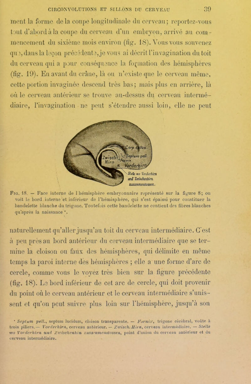 mont la forme delà coupe longitudinale du cerveau; reportez-vous tout d’abord à la coupe du cerveau d’un embryon, arrivé au com- mencement du sixième mois environ (llg. 18). Vous vous souvenez qu ), dans la leçon précédente,je vous ai décrit l’invagination du toit du cerveau qui a pour conséquence la formation des hémisphères (fig. 19). En avant du crâne, là ou n’existe que le cerveau même, cette portion invaginée descend très bas; mais plus en arrière, là où le cerveau antérieur se trouve au-dessus du cerveau intermé- diaire, l’invagination ne peut s'étendre aussi loin, elle ne peut Fio. 18. — Face interne de l'hémisphère embryonnaire représenté sur la figure 8; on voit le bord interne et inférieur de l’hémisphère, qui s’est épaissi pour constituer la bandelette blanche du trigone. Toutefois cette bandelette ne contient des fibres blanches qu’après la naissance *. naturellement qu’aller jusqu’au toit du cerveau intermédiaire. C'est à peu près au bord antérieur du cerveau intermédiaire que se ter- mine la cloison ou faux des hémisphères, qui délimite en même temps la paroi interne des hémisphères ; elle a une forme d’arc de cercle, comme vous le voyez très bien sur la figure précédente (fig. 18). Le bord inférieur de cet arc de cercle, qui doit provenir du point où le cerveau antérieur et le cerveau intermédiaire s’unis- sent et qu’on peut suivre plus loin sur l’hémisphère, jusqu’à son ■ Septum pell., septum luciduni, cloison transparente. — Fornîx, trigone cérébral, voûte à trois piliers.— Vordevhirn, cerveau antérieur. — Zwisch. Hirn, cerveau intermédiaire. —Slelle wo Vorderhirn und Zicischenhin ziisammenstossen, point d’union du cerveau antérieur et du cerveau intermédiaire.