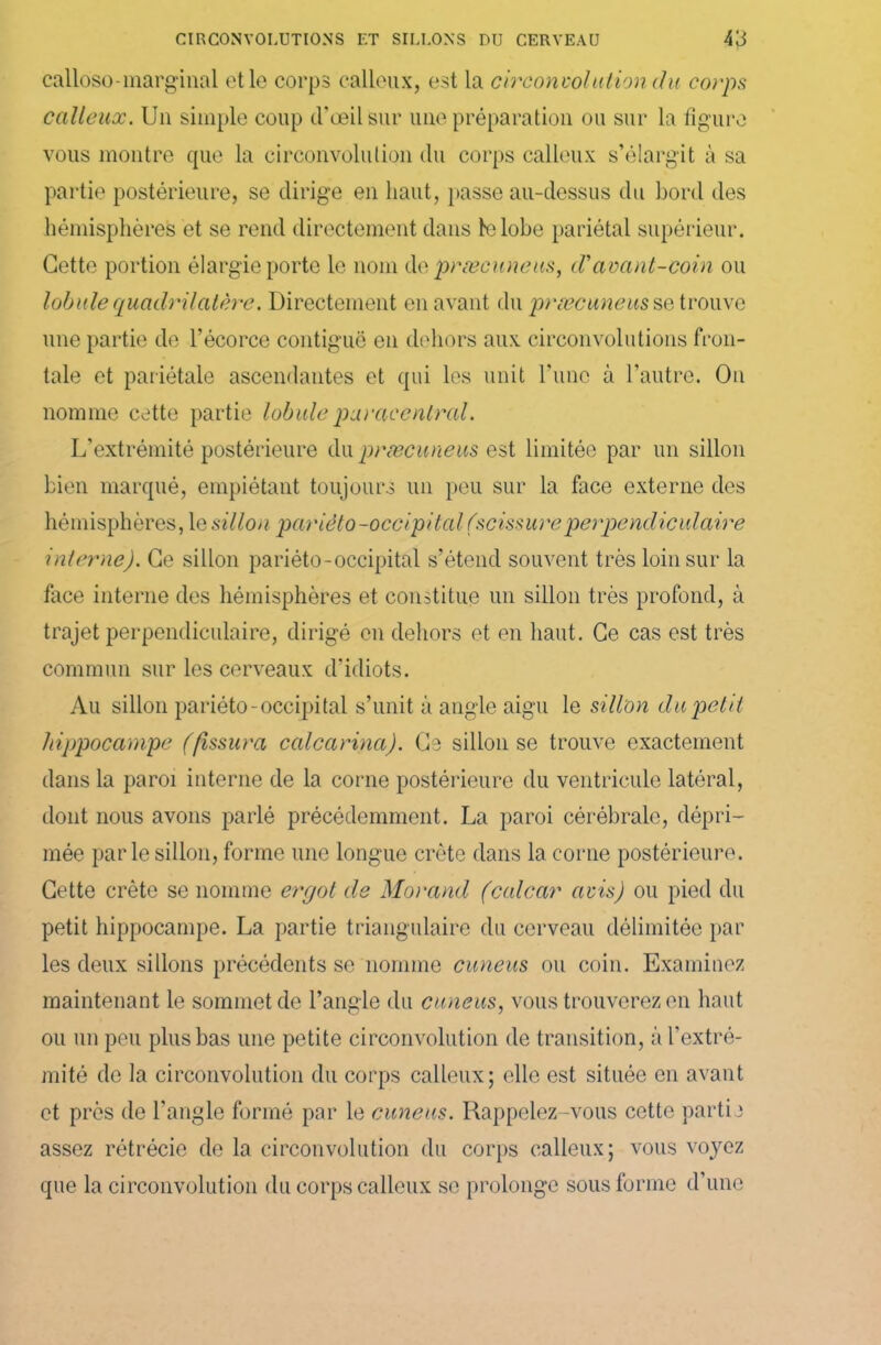 calloso-marginal et le corps calleux, est la circonvolution du corps calleux. Un simple coup d'œil sur une préparation ou sur la figure vous montre que la circonvolution du corps calleux s’élargit à sa partie postérieure, se dirige en liant, passe au-dessus du bord des hémisphères et se rend directement dans te lobe pariétal supérieur. Cette portion élargie porte le nom do præcuneus, d'avant-coin ou lobule quadrilatère. Directement en avant du præcuneus se trouve une partie de l’écorce contiguë en dehors aux circonvolutions fron- tale et pariétale ascendantes et qui les unit l'une à l’autre. On nomme cette partie lobule puraeentrai. L'extrémité postérieure du præcuneus est limitée par un sillon bien marqué, empiétant toujours un peu sur la face externe des hémisphères, le sillon pariéto-occipital (scissureperpendiculaire interne). Ce sillon pariéto-occipital s’étend souvent très loin sur la face interne des hémisphères et constitue un sillon très profond, à trajet perpendiculaire, dirigé en dehors et en haut. Ce cas est très commun sur les cerveaux d'idiots. Au sillon pariéto-occipital s’unit à angle aigu le sillon du petit hippocampe (fissura calcarina). Ce sillon se trouve exactement dans la paroi interne de la corne postérieure du ventricule latéral, dont nous avons parlé précédemment. La paroi cérébrale, dépri- mée parle sillon, forme une longue crête dans la corne postérieure. Cette crête se nomme ergot de Morand (calcar avis) ou pied du petit hippocampe. La partie triangulaire du cerveau délimitée par les deux sillons précédents se nomme cuneus ou coin. Examinez maintenant le sommet de l’angle du cuneus, vous trouverez en haut ou un peu plus bas une petite circonvolution de transition, à l’extré- mité de la circonvolution du corps calleux; elle est située en avant et près de l'angle formé par le cuneus. Rappelez-vous cette partie assez rétrécie de la circonvolution du corps calleux; vous voyez que la circonvolution du corps calleux se prolonge sous forme d’une