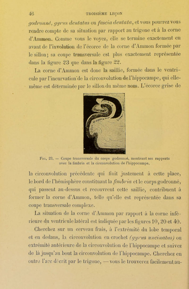 godronne, gyrus dentcitus ou fascia dentala, et vous pourrez vous rendre compte de sa situation par rapport au trigone et à la corne d’Ammon. Gomme vous le voyez, elle se termine exactement en avant de Pinvolution de l’écorce de la corne d’Ammon formée par le sillon; sa coupe transversale est plus exactement représentée dans la figure 23 que dans la figure 22. La corne d’Ammon est donc la saillie, formée dans le ventri- cule par l’ineurvation'de la circonvolution de l’hippocampe, qui elle- même est déterminée par le sillon du même nom. L’écorce grise de Fig. 23. — Coupe transversale du corps godronné, montrant ses rapports avec la limbria et la circonvolution de l’hippocampe. la circonvolution précédente qui finit justement à cette place, le bord de l’hémisphère constituant la fimbria et le corps godronné, qui passent au-dessus et recouvrent cette saillie, contribuent à former la corne d’Ammon, telle qu’elle est représentée dans sa coupe transversale complexe. La situation de la corne d’Ammon par rapport à la corne infé- rieure du ventricule latéral est indiquée par les figures 10,20 et 40. Cherchez sur un cerveau frais, à l’extrémité du lobe temporal et en dedans, la circonvolution en crochet (gyrus uncinaius) ou extrémité antérieure de la circonvolution de l'hippocampe et suivez de là jusqu’au bout la circonvolution de l'hippocampe. Cherchez en outre l’arc décrit par le trigone, —vous le trouverez facilement au-