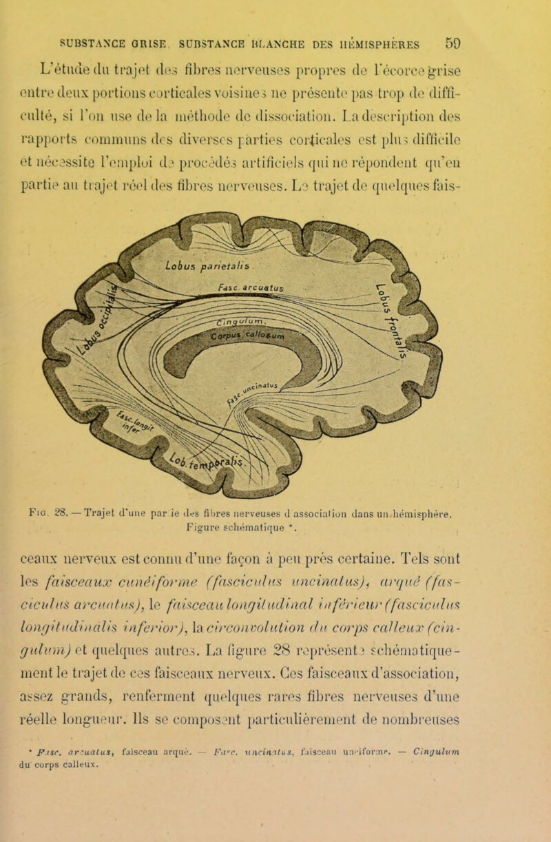 L’étude du trajet dos fibres nerveuses propres de l'écorce grise entre deux portions corticales voisines ne présenti' pas trop de diffi- culté, si l’on use delà méthode de dissociation. La description des rapports communs des diverses parties corticales est plu> difficile et nécessite l’emploi de procédés artificiels qui ne répondent qu’en partie au trajet réel des fibres nerveuses. Le trajet de quelques fais- Fig. ?8.—Trajet d’une par ie des fibres nerveuses d associai ion dans un hémisphère. Figure schématique *. ceaux nerveux est connu d’une façon à peu près certaine. Tels sont les faisceaux cunéiforme (fascicules uncinalus), arqué (fas- cicules arcuatus), le faisceau longitudinal inférieur (fascicules longitudinalis inferior), la circonvolution du corps calleux (cin- gulum) ot quelques autres. La figure 28 représenta schématique- ment le trajet de ces faisceaux nerveux. Ces faisceaux d’association, assez grands, renferment quelques rares fibres nerveuses d’une réelle longueur. Ils se composent particulièrement de nombreuses * Fuse. arcuatus, faisceau arqué. — Fwc. uncimtus, faisceau unOforne. — Cingulum du corps calleux.