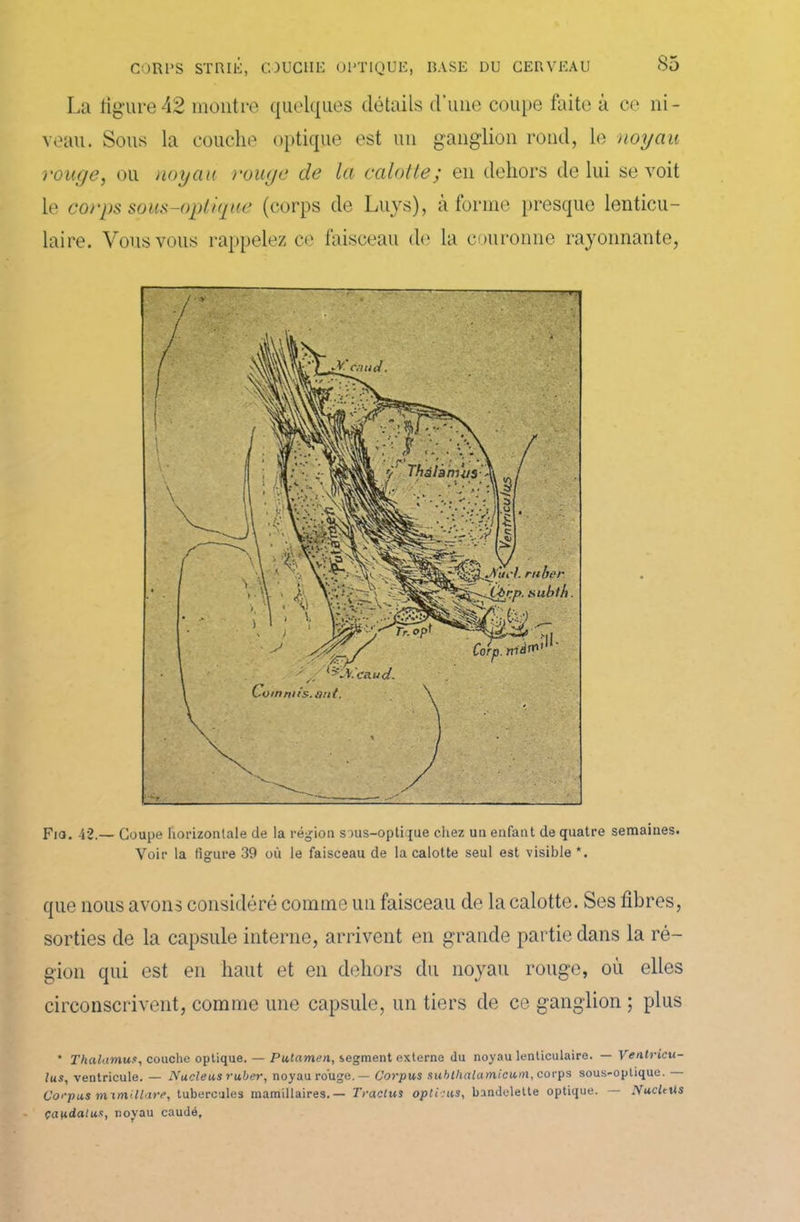 La ligure42 montre quelques détails cl’une coupe faite à ce ni- veau. Sous la couche optique est un ganglion rond, le noyau rouge, ou noyau rouge de la, calotte; en dehors de lui se voit le corps sous-optique (corps de Luys), à forme presque lenticu- laire. Vous vous rappelez ce faisceau de la couronne rayonnante, Fia. 42.— Coupe horizontale de la région sous-optique chez un enfant de quatre semaines. Voir la figure 39 où le faisceau de la calotte seul est visible *. que nous avons considéré comme un faisceau de la calotte. Ses fibres, sorties de la capsule interne, arrivent en grande partie dans la ré- gion qui est en haut et en dehors du noyau rouge, où elles circonscrivent, comme une capsule, un tiers de ce ganglion ; plus * Thalamus, couche optique. — Putamen, segment externe du noyau lenticulaire. — Ventricu- lus, ventricule. — Nucléus ruber, noyau rouge. — Corpus subllialamicum, corps sous-oplique. Corpus mimillare, tubercules mamillaires.— Traclus opticus, bandelette optique. NucUUs çaudatus, noyau caudé.