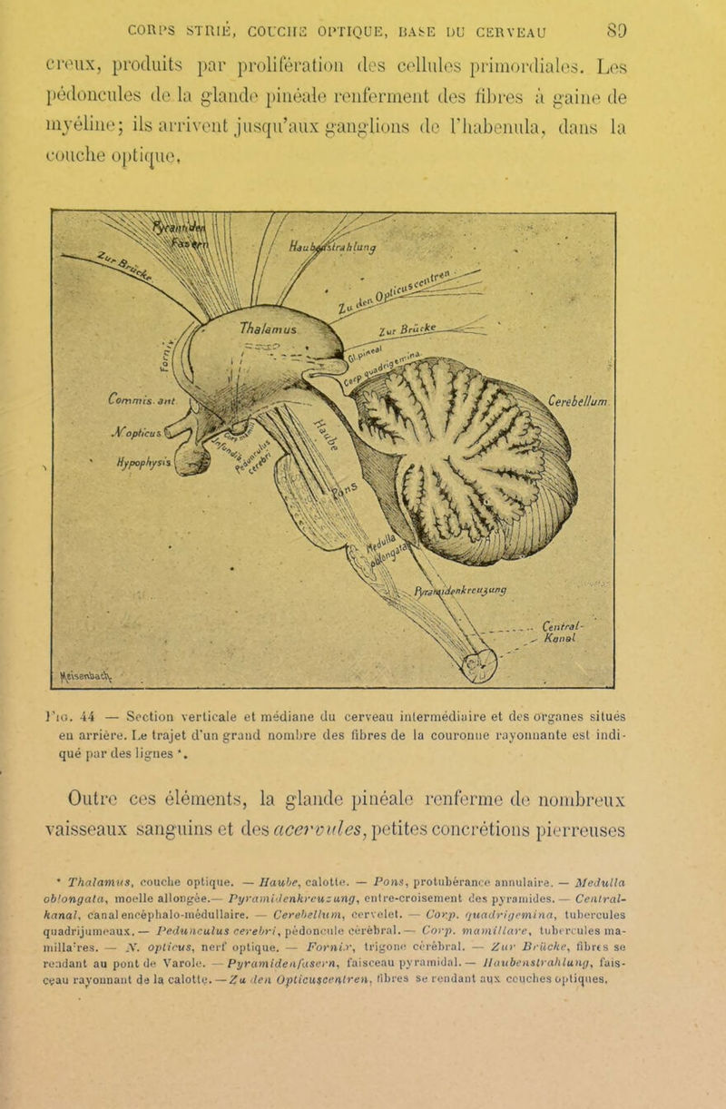 creux, produits par prolifération dos cellules primordiales. Les pédoncules de la glande pinéale renferment des fibres à gaine de myéline; ils arrivent jusqu’aux ganglions de Fliabenula, dans la couche optique, }'io. 44 — Section verticale et médiane du cerveau intermédiaire et des organes situés eu arrière. I.e trajet d'un grand nombre des fibres de la couronne rayonnante est indi- qué par des lignes *. Outre ces éléments, la glande pinéale renferme de nombreux vaisseaux sanguins et des acervules, petites concrétions pierreuses * Thalamus, couche optique. — Haube, calotte. — Pons, protubérance annulaire. — Medulla oblongala, moelle allongée.— Pyramidenkrcuzung, entre-croisement des pyramides.— Central- hanal, canalencéphalo-médullaire. — Cerebelhtm, cervelet. —- Co>:p. quadrigemina, tubercules quadrijumeaux.— Pedunculus cerebri, pédoncule cérébral.— Corp. mamillare, tubercules ma- niilla:res. - JV. optirus, nerf optique. — Fornix, trigone cérébral. — Zur Bruche, fibres se rendant au pont de Varole. —Pyramide a fasern, faisceau pyramidal.— Ilaubenslrahlung, fais- ceau rayonnant de la calotte. — Zu den Opticuteentren, fibres se rendant aux couches optiques,