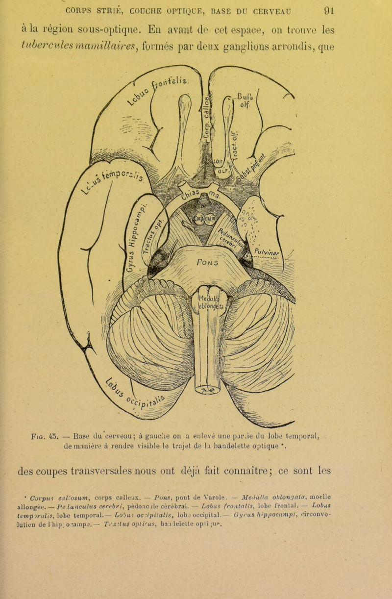 à la région sous-optique. En avant do cet espace, on trouve les 11ibèreules ma mi11aires, formés par deux ganglions arrondis, que Fig. 45. — Base du cerveau; à gauche on a enlevé une par.ie du lobe temporal, de manière à rendre visible le trajet de la bandelette optique *. des coupes transversales nous ont déjà fait connaître; ce sont les * Corpus caPosum, corps calleux. — Pons, pont de Yarole. — Mcdu.Ua oblonyata, moelle allongée.— Pe.luaculus cerebri, pédoncule cérébral. — Lobas frontalis, lobe frontal. — Lobas ttmpiralis, lobe temporal.— Lobas oc-.ipiialis, lobj occipital.— Gyrus hippocampi, circonvo- lution de 1 bip, o rampe. — TraUus oplPus, ban lelelte opti ;u».