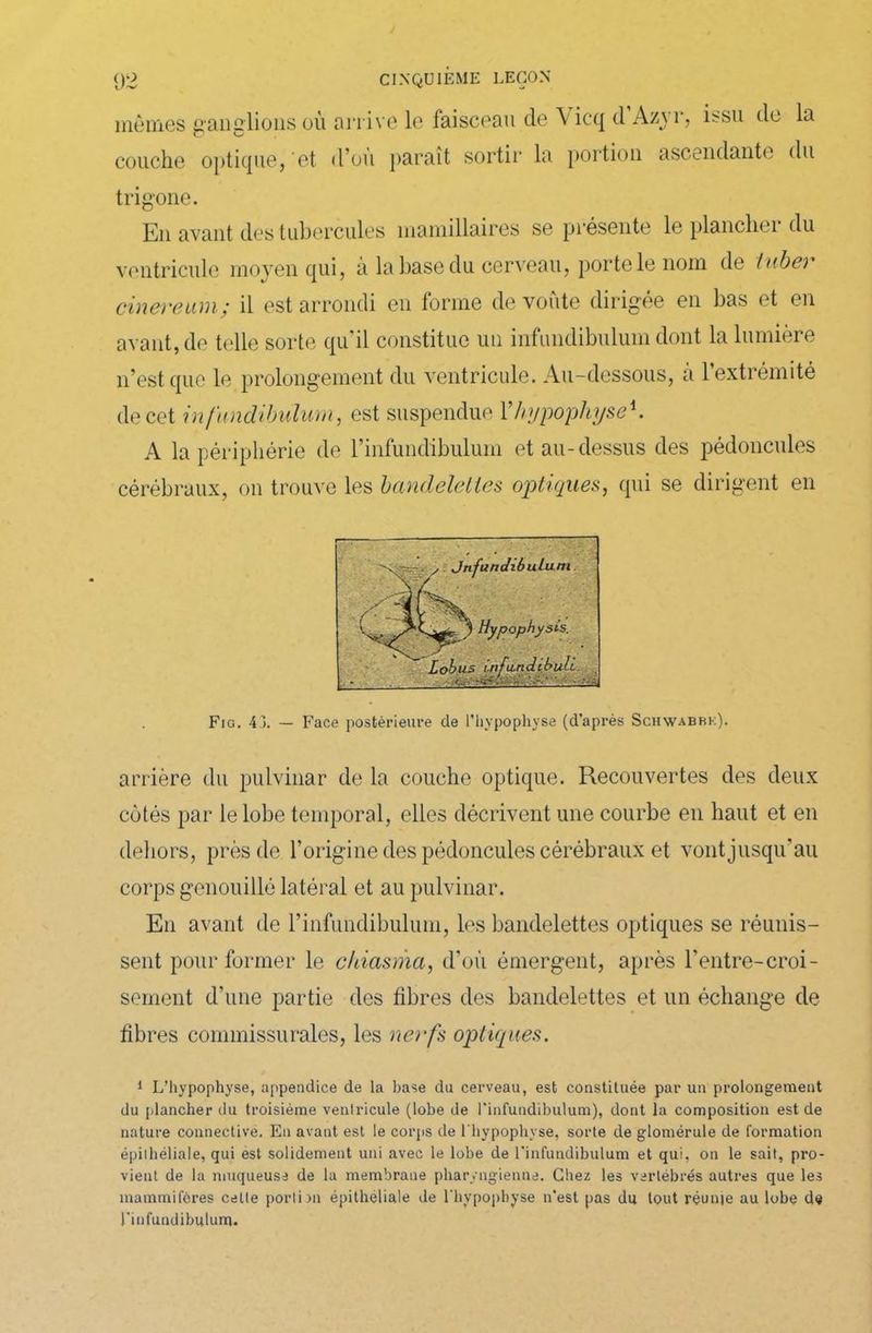 mêmes couche ganglions où arrive le faisceau de optique, et d’où paraît sortir la Vicq d’Azyr, issu do portion ascendante la du trigone. En avant des tubercules mamillaires se présente le planche 1 du ventricule moyen qui, à la base du cerveau, porte le nom de tuber cinereum; il est arrondi en forme de voûte dirigée en bas et en avant, de telle sorte qu'il constitue un infimdibulum dont la lumière n’est que le prolongement du ventricule. Au-dessous, à l’extrémité de cet infundibulum, est suspendue 1 ’hypophyse*. A la périphérie de rinfundibuluin et au-dessus des pédoncules cérébraux, on trouve les bandelettes optiques, qui se dirigent en Fig. 4j. — Face postérieure de l'hypophyse (d'après Schwabrk). arrière du pulvinar de la couche optique. Recouvertes des deux côtés par le lobe temporal, elles décrivent une courbe en haut et en dehors, près de l’origine des pédoncules cérébraux et vont jusqu’au corps genouillé latéral et au pulvinar. En avant de l’infundibulum, les bandelettes optiques se réunis- sent pour former le chiasma, d’où émergent, après l’entre-croi- sement d’une partie des fibres des bandelettes et un échange de fibres connnissurales, les nerfs optiques. 1 L’hypophyse, appendice de la hase du cerveau, est constituée par un prolongement du plancher du troisième ventricule (lobe de l'infundibulum), dont la composition est de nature connective. En avant est le corps de l'hypophyse, sorte de glomérule de formation épithéliale, qui est solidement uni avec le lobe de l’infundibulum et qui, on le sait, pro- vient de la muqueuse de la membrane pharyngienne. Chez les vertébrés autres que les mammifères cette portion épithéliale de l'hypophyse n'est pas du tout réunje au lobe de l'infundibulum.