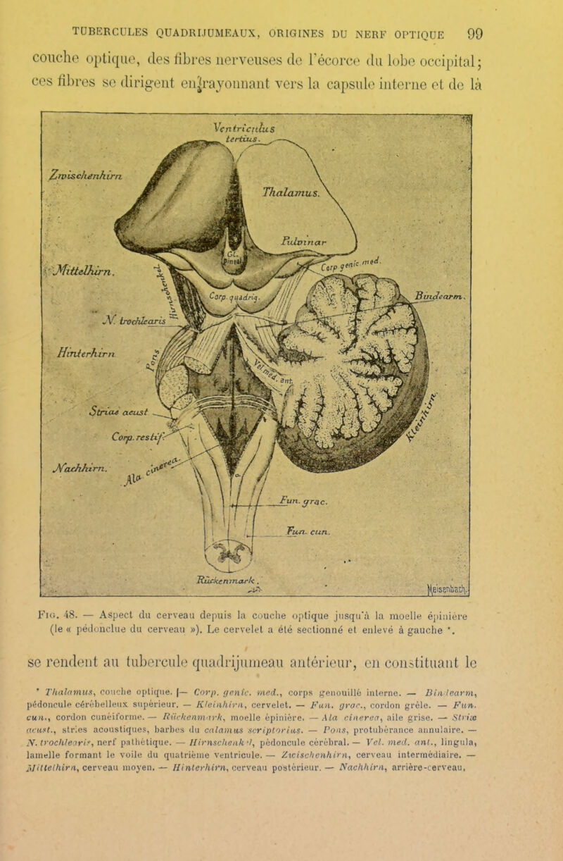 couche optique, clés fibres nerveuses de l’écorce clu lobe occipital; ces fibres se dirigent enjrayonnant vers la capsule interne et de là Fio. 48. — Aspect du cerveau depuis la couche optique jusqu'à la moelle épinière (le « pédonclue du cerveau »). Le cervelet a été sectionné et enlevé à gauche *. se rendent au tubercule quadrijumeau antérieur, en constituant le Thalamus, couche optique. |— Corp. génie. med., corps genouillé interne. — Dindearm, pédoncule cérébelleux supérieur. — Kleinhirn, cervelet. — Fun. grar., cordon grêle. — Fun. cun», cordon cunéiforme.— Rüchenmarh, moelle épinière. —Ma cinerea, aile grise. — Strias acust., stries acoustiques, barbes du calamus scriptorius. — Pons, protubérance annulaire. — jV. trochleatif, nerf pathétique. — Ilirnschenhd, pédoncule cérébral. — Vol. med. anl., lingula, lamelle formant le voile du quatrième ventricule. — Zicischenhirn, cerveau intermédiaire. — ï>]ittelhirn, cerveau moyen. — Hinterhirn, cerveau postérieur. — Nachhira, arrière-cerveau.