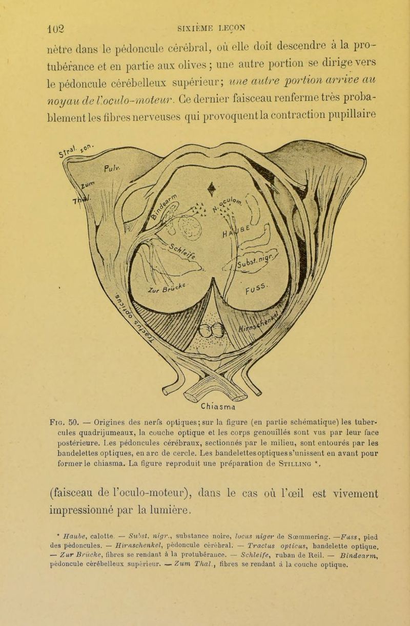 nôtre dans le pédoncule cérébral, où elle doit descendre a la pro- tubérance et en partie aux olives ; une autre portion se diiigevers le pédoncule cérébelleux supérieur; une aulne portion a') > ive au noyau de Voculo-moteun. Ce dernier faisceau renferme très proba- blement les fibres nerveuses qui provoquent la contraction pupillaire Fig. 50. — Origines des nerfs optiques;sur la figure (en partie schématique) les tuber- cules quadrijumeaux, la couche optique et les corps genouillés sont vus par leur face postérieure. Les pédoncules cérébraux, sectionnés par le milieu, sont entourés par les bandelettes optiques, en arc de cercle. Les bandelettes optiques s’unissent en avant pour former le chiasma. La figui’e reproduit une préparation de Stilling *. (faisceau de l’oculo-moteur), dans le cas où l’œil est vivement impressionné par la lumière. * Haube, calotte. — Subst. nigr., substance noire, lucus niger (le Soemmering. —Fuss, pied des pédoncules. — Hh'/ischenhel, pédoncule cérébral. — Traclus oplicus, bandelette optique. — Zur Brïiche, libres se rendant à la protubérance. — Schleife, ruban de Reil. — Bindearm, pédoncule cérébelleux supérieur. — Zum Thaï., fibres se rendant à la couche optique.