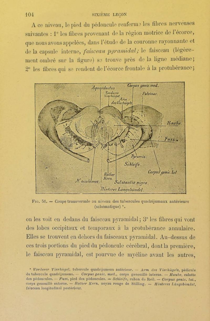 A ce niveau, le pied du pédoncule renferma les fibres nerveuses suivantes : 1° les fibres provenant de la région motrice de 1 écorce, que nous avons appelées, dans l'étude de la couronne rayonnante et de la capsule interne, faisceau pyramidal; le faisceau (légère- ment ombré sur la figure) sa trouve près delà ligne médiane; 2° les fibres qui se, rendent de l’écorce frontale à la protubérance; Aquaedui'ius Yordercr 1 ’irj-liiicjel. Pulviimr Haube gratins Corpus génie, lui : Roiher : Kern. Subsia n fia nirj //.inicres Lànqsbündel Fio. 51. — Coupe transversale au niveau des tubercules quadrijumaux antérieurs (schématique) *. on les voit en dedans du faisceau pyramidal; 3° les fibres qui vont des lobes occipitaux et temporaux à la protubérance annulaire. Elles se trouvent çn dehors du faisceaux pyramidal. Au-dessus de ces trois portions du pied du pédoncule cérébral, dont la première, le faisceau pyramidal, est pourvue de myéline avant les autres, * Vorderer Vierhugel, tubercule quadrijumeau antérieur. — Arm des Vierhügels, pédicule du tubercule quadrijumeau. — Corpus génie, med., corps genouillé interne. — Haube, calotte des pédoncules. — Fuss, pied des pédoncules. — Schleife, ruban de Reil. — Corpus génie, lat., corps genouillé externe. — Rotlier Kern, noyau rouge de Stilling. — Hinteres Langsbundel, faisceau longitudinal postérieur.