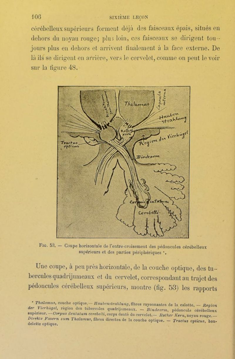 cérébelleux supérieurs forment déjà des faisceaux épais, situés en dehors du noyau rouge; plus loin, ces faisceaux se dirigent tou - jours plus en dehors et arrivent finalement à la face externe. De là ils se dirigent en arrière, vers le cervelet, comme on peut le voir sur la figure 48. Fig. 53. — Coupe horizontale cle l'entre-croisement des pédoncules cérébelleux supérieurs et des parties périphériques *. Une coupe, à peu près horizontale, de la couche optique, des tu- bercules quadrijumeaux et du cervelet, correspondant au trajet des pédoncules cérébelleux supérieurs, montre (%. 53) les rapports * Thalamus, couche optique.— Haubenstrahlung, fibres rayonnantes de la calotte. — Région der Vierhugel, région des tubercules quadrijumeaux. - Bindcarm, pédoncule cérébelleux supeneur.-Corpus dentatum cerebelli, corps denté du cervelet.- Rolher Kern, noyau rou-e - Direkle Fasern zum Thalamus, libres directes de la couche optique. - Traclus options ^ban- delette optique. * ’