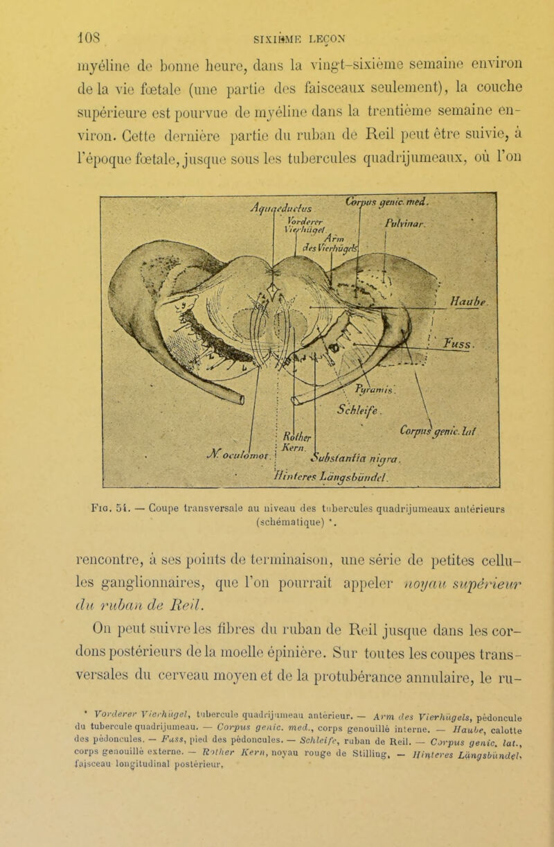 1 OS SIXIBME LEÇON U myéline de bonne heure, dans la vingt-sixième semaine environ delà vie foetale (une partie des faisceaux seulement), la couche supérieure est pourvue de myéline dans la trentième semaine en- viron. Cette dernière partie du ruban de Iieil peut être suivie, à l’époque foetale, jusque sous les tubercules quadrijumeaux, où l’on A(jn<n’din'!us Vorderer 1 irrhücjel des Vicrhvcjds prunus oculowot. Corpus génie. rtied. Pulrinar. H aube. Corpus génie, lof Substanfia nir/ra. Hinteres Làncjsbündel. Fig. 5i. — Coupe transversale au niveau des tubercules quadrijumeaux antérieurs (schématique) *. rencontre, à ses points de terminaison, une série de petites cellu- les ganglionnaires, que l’on pourrait appeler noyau supérieur du ruban de Red. On peut suivre les fibres du ruban de Reil jusque dans les cor- dons postérieurs delà moelle épinière. Sur toutes les coupes trans- versales du cerveau moyen et de la protubérance annulaire, le ru- Vorderer Vierhügel, tubercule quadrijumeau antérieur. — Arm des Vierhùgels, pédoncule du tubercule quadrijumeau. — Corpus génie, med., corps genouillè interne. — Hav.be, calotte des pédoncules. — Fnss, pied des pédoncules. — Schleife, ruban de Reil. — Corpus génie, lat., corps genouillè externe. — Rolher Kern, noyau rouge de Stilling, - Hinteres Lmgsbùndel', faisceau longitudinal postérieur,