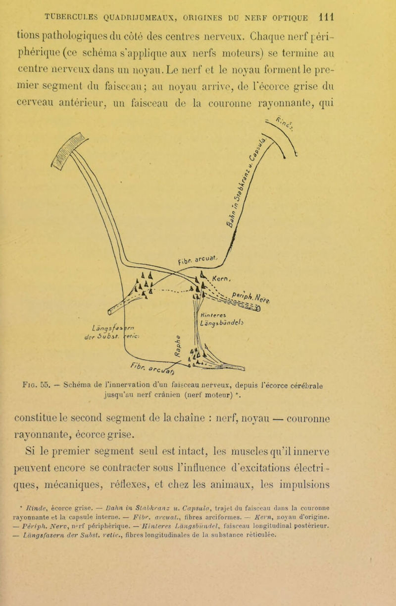 tions pathologiques du côté des centres nerveux. Chaque nerf péri- phérique (ce schéma s'applique aux nerfs moteurs) se termine au centre nerveux dans un noyau. Le nerf et le noyau tonnent le pre- mier segment du faisceau ; au noyau arrive, de l'écorce grise du cerveau antérieur, un faisceau de la couronne rayonnante, qui Fig. 55. — Schéma de l'innervation d'un faisceau nerveux, depuis l'écorce cérébrale jusqu’au nerf crânien (nerf moteur) *. constitue le second segment de la chaîne : nerf, noyau — couronne rayonnante, écorce grise. Si le premier segment seul est intact, les muscles qu’il innerve peuvent encore se contracter sous l’influence d’excitations électri- ques, mécaniques, réflexes, et chez les animaux, les impulsions * Rinde, écorce grise. — ISahn in Slnbkranz u. Capsula, trajet du faisceau clans la couronne rayonnante et la capsule interne. — Fibe. arcuat., fibres arciformes. — Kern, noyau d'origine. — Périph. New, n»rf périphérique. — Hinteres I.angsbïnidel, faisceau longitudinal postérieur. — Làngsfasern der Subst. relie., fibres longitudinales de la substance réticulée.