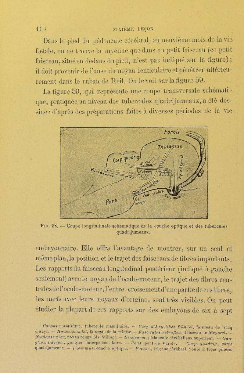 Dans le pied du pédoncule cérébral, au neuvième mois de la vie fœtale, on ne trouve la myéline que dans un petit faisceau (ce petit faisceau, situé en dedans du pied, n’est pas indiqué sur la figure); il doit provenir de l'anse du noyau lenticulaire et pénétrer ultérieu- rement dans le ruban de Reil. On le voit sur la figure 59. La figure 59, qui représente une coupe transversale schémati - que, pratiquée au niveau des tubercules quadrijumeaux, a été des- sinée d’après des préparations flûtes à diverses périodes de la vie Fig. 58. — Coupe longitudinale schématique de la couche optique et des tubercules quadrijumeaux. embryonnaire. Elle offre l’avantage de montrer, sur un seul et même plan, la position et le trajet des faisceaux de fibres importants. Les rapports du faisceau longitudinal postérieur (indiqué à gauche seulement) avec le noyau de l’oculo-moteur, le trajet des fibres cen- tralesdel’oculo-moteur, l’entre-croisement d'une partie de ces fibres, les nerfs avec leurs noyaux d’origine, sont très visibles. On peut étudier la plupart de ces rapports sur des embryons de six à sept * Corpus mamillarc, tubercule mamillaire. — Vicq d'Azyr'shes Dan iel, faisceau de Vicq d’Azyr. — Haubenbünlel, faisceau de la calotte.— Fasciculus relrnflex, faisceau de Meynert. — Nucléus ruber, noyau rouge (de Stiling). — Bimlearm, pédoncule cérébelleux supérieur. — Gan- çj’ion interpr., ganglion interpédonculaire. — Pons, pont de Varole. — Corp. quadrirj., corps quadrijumeaux.- Thalamus, couche optique.— Forni.r, trigone cérébral, voûte à trois piliers.