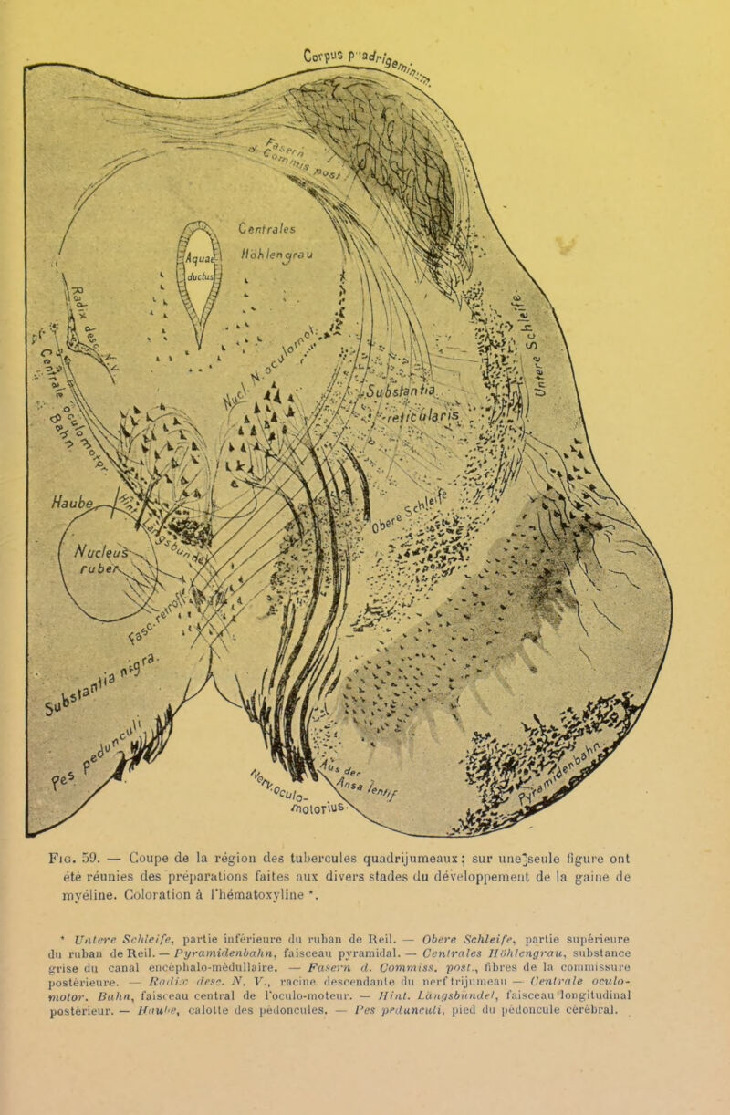 Centrales Hohlenyra u ducfusl ( ■! .Substanha. ;?/>, retic u taris , • - f •• ■ vî *• H aube.—V/% Nucleuà ru berv. /JlOlOV'US Fio. 59. — Coupe de la région des tubercules quadrijumeaux; sur une^seule figure ont été réunies des préparations faites aux divers stades du développement de la gaine de myéline. Coloration à l'hématoxyline *. 4 Unlere Schleife, partie inférieure du ruban de Reil. — Obéré Schleife, partie supérieure du ruban de Reil. — Pyramidenbahn, faisceau pyramidal. — Centrales Hiihlengrau, substance grise du canal encéphalo-médullaire. — Fasern d. Commiss. post., fibres de la commissure postérieure. — Radix desc. N. V., racine descendante du nerf trijumeau— Centrale oculo- motor. Balin, faisceau central de l'oculo-moteur. — Hint. Làngsbùndel, faisceau longitudinal postérieur. — Haut'?, calotte des pédoncules. — Pes peduncali, pied du pédoncule cérébral.