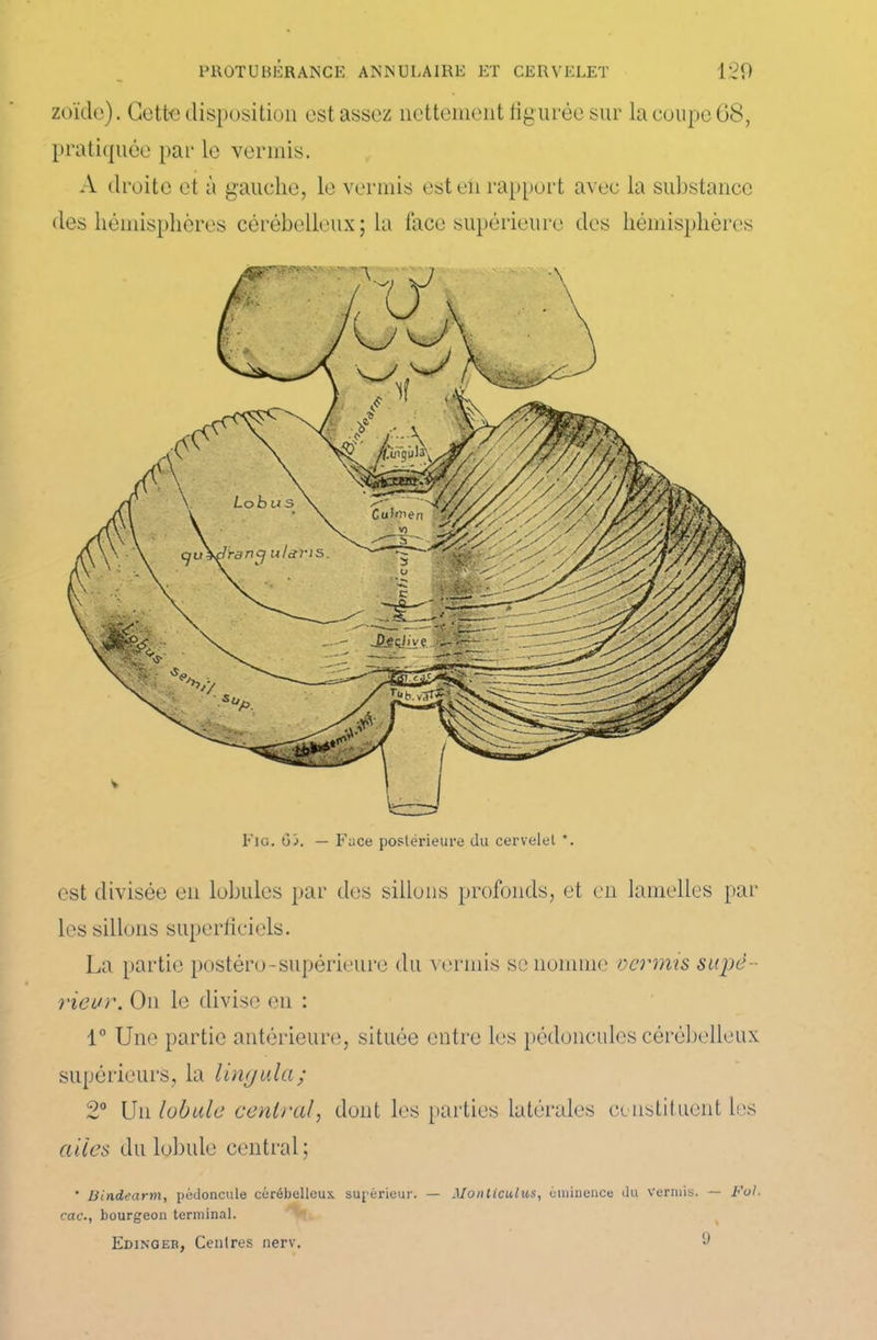 zoïde). Cette disposition est assez nettement figurée sur la coupe 68, pratiquée par le venais. A droite et à gauche, le vermis est en rapport avec la substance des hémisphères cérébelleux; la face supérieure des hémisphères Fig. G';. — Face postérieure du cervelet *. est divisée en lobules par des sillons profonds, et en lamelles par les sillons superficiels. La partie postéro-supérieure du vermis se nomme vermis supé- rieur. On le divise en : 1° Une partie antérieure, située entre les pédoncules cérébelleux supérieurs, la lingulci; 2° Un lobule central, dont les parties latérales constituent les ailes du lobule central; * Bindearm, pédoncule cérébelleux supérieur. — Jlonttculus, éminence du vermis. — Fol. cac., bourgeon terminal. Edinger, Centres nerv. G