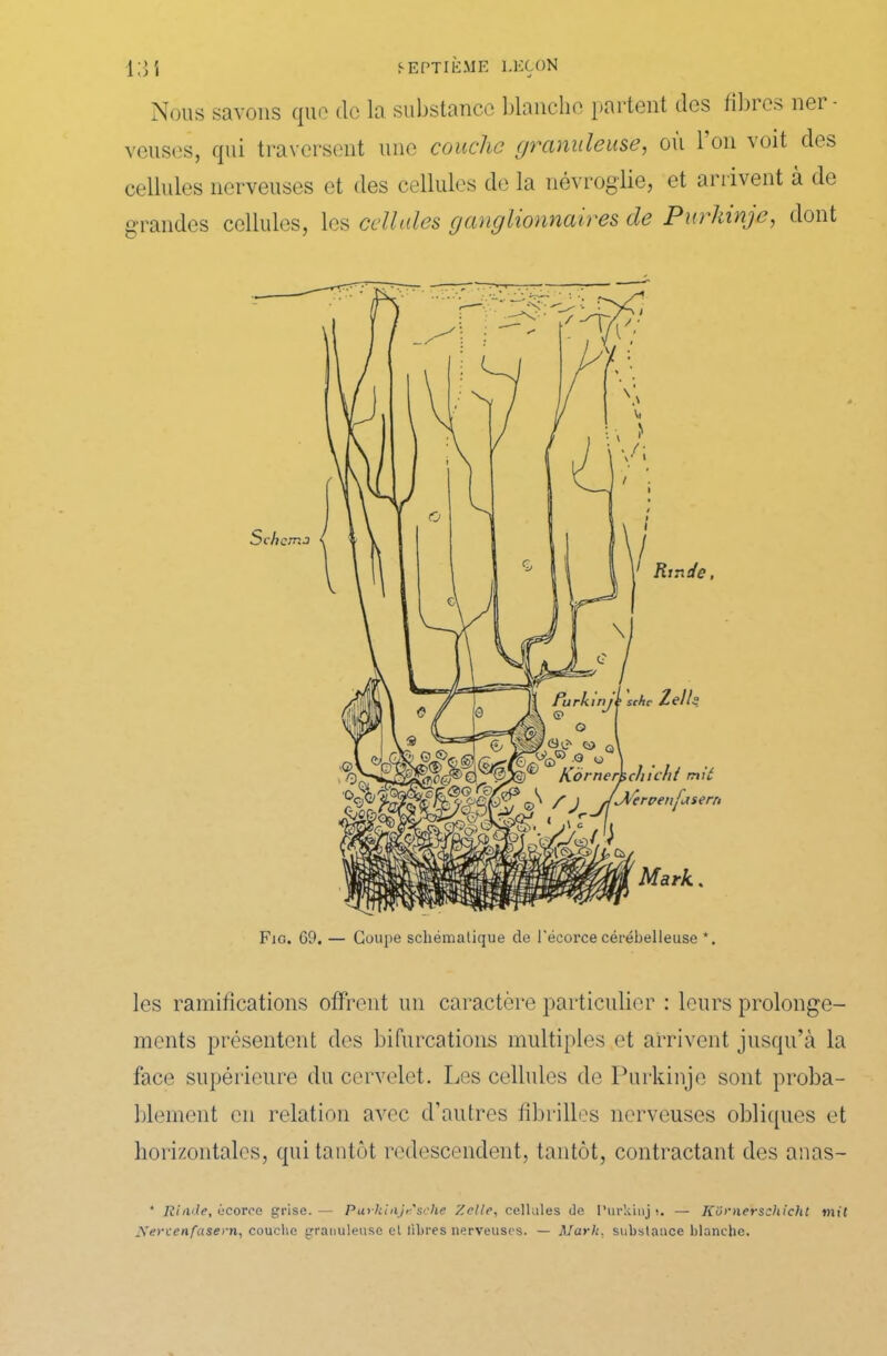 Nous savons que do la substance blanche partent des fibics nei veuses, qui traversent une couche granuleuse, où l’on voit des cellules nerveuses et des cellules de la névroglie, et arrivent à de grandes cellules, les cellules ganglionnaires de Purkinje, dont les ramifications offrent un caractère particulier : leurs prolonge- ments présentent des bifurcations multiples et arrivent jusqu’à la face supérieure du cervelet. Les cellules de Purkinje sont proba- blement en relation avec d’autres fibrilles nerveuses obliques et horizontales, qui tantôt redescendent, tantôt, contractant des anas- * Rin.de, écorce grise. — Parkiajt'sche 7.elle, cellules de Purkinj !. — Kürnerschicht mit Sercenfasern, couche granuleuse el libres nerveuses. — Mark, substance blanche.