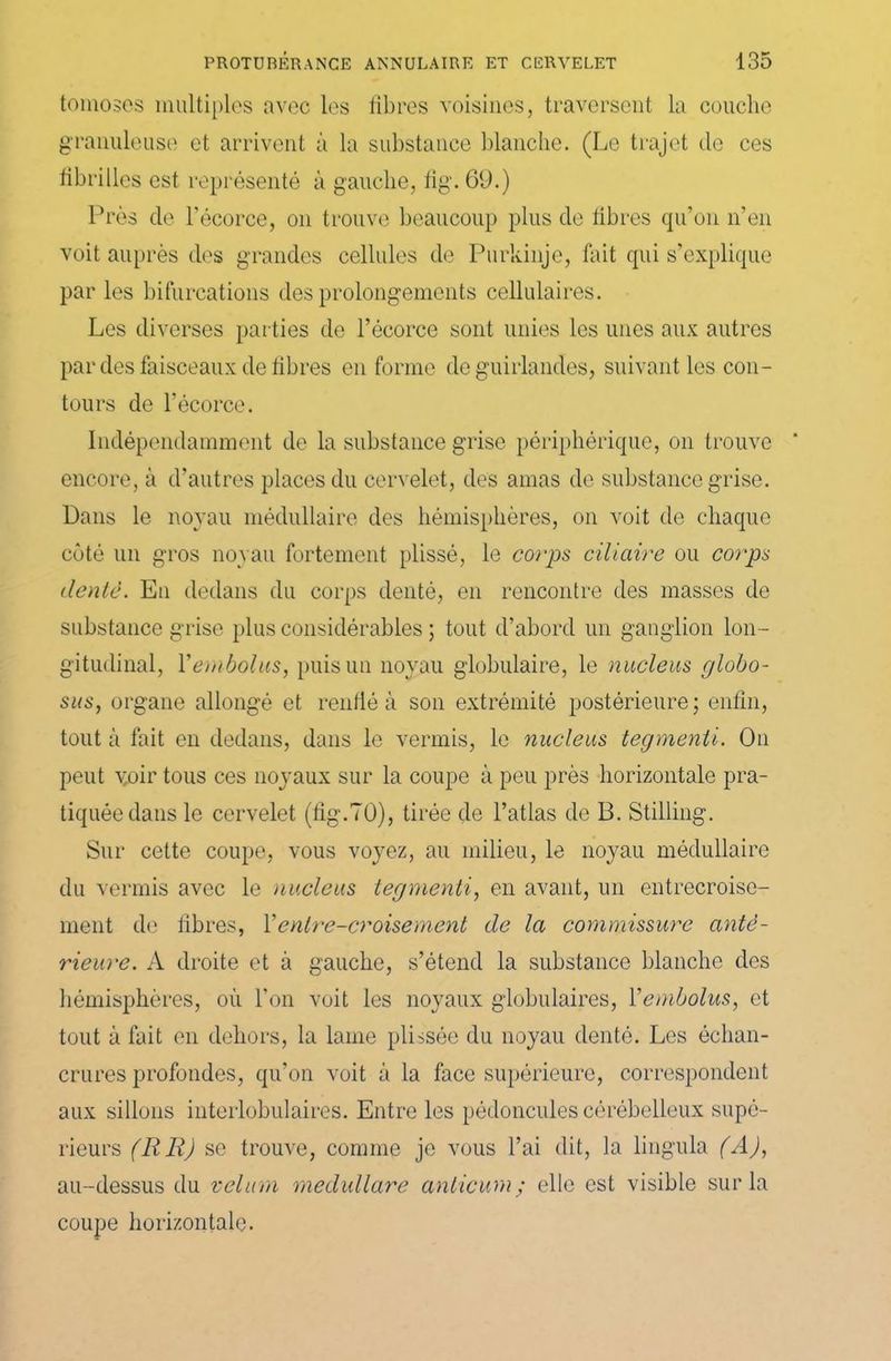tomoses multiples avec les fibres voisines, traversent la couche granuleuse et arrivent à la substance blanche. (Le trajet de ces fibrilles est représenté à gauche, fig. 69.) Près de l'écorce, on trouve beaucoup plus de libres qu’on n’en voit auprès des grandes cellules de Purkinje, fait qui s’explique par les bifurcations des prolongements cellulaires. Les diverses parties de l’écorce sont unies les unes aux autres par des faisceaux de libres en forme de guirlandes, suivant les con- tours de l’écorce. Indépendamment de la substance grise périphérique, on trouve encore, à d’autres places du cervelet, des amas de substance grise. Dans le noyau médullaire des hémisphères, on voit de chaque côté un gros noyau fortement plissé, le corps ciliaire ou corps denté. En dedans du corps denté, en rencontre des masses de substance grise plus considérables ; tout d’abord un ganglion lon- gitudinal, Yembolus, puis un noyau globulaire, le nucléus globo- sus, organe allongé et renflé à son extrémité postérieure; enfin, tout à fait en dedans, dans le vermis, le nucléus tegmenti. On peut voir tous ces noyaux sur la coupe à peu près horizontale pra- tiquée dans le cervelet (fig.70), tirée de l’atlas de B. Stilling. Sur cette coupe, vous voyez, au milieu, le noyau médullaire du vermis avec le nucléus tegmenti, en avant, un entrecroise- ment de fibres, Y entre-croisement de la commissure anté- rieure. A droite et à gauche, s’étend la substance blanche des hémisphères, où l’on voit les noyaux globulaires, Yembolus, et tout à fait en dehors, la lame plissée du noyau denté. Les échan- crures profondes, qu’on voit à la face supérieure, correspondent aux sillons interlobulaires. Entre les pédoncules cérébelleux supé- rieurs (RR) se trouve, comme je vous l’ai dit, la lingula (A), au-dessus du vélum medullare anticurn; elle est visible sur la coupe horizontale.