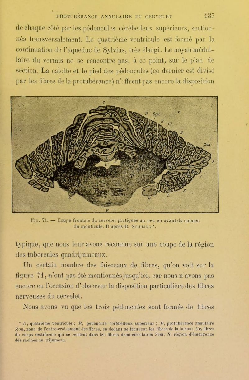clc chaque côté par les pédoncules cérébelleux supérieurs, section- nés transversalement. Le quatrième ventricule est formé par la continuation de l’aqueduc de Sylvius, très élargi. Le noyau médul- laire du venais ne se rencontre pas, à ce point, sur le plan de section. La calotte et le pied des pédoncules (ce dernier est divisé par les libres delà protubérance) ni tirent jas encore la disposition I'Tg. 71. — Coupe frontale du cervelet pratiquée un peu en avant du culmen du monticule. D’après B. Si illing *. typique, que nous leur avons reconnue sur une coupe de la région des tubercules quadrijumeaux. Un certain nombre des faisceaux de fibres, qu’on voit sur la ligure 71, ifont pas été mentionnésjusqu’ici, car nous n’avons pas encore eu l’occasion d’observer la disposition particulière des fibres nerveuses du cervelet. Nous avons vu que les trois pédoncules sont formés de libres * Uy quatrième ventricule ; i?, pédoncule cérébelleux supérieur ; P, protubérance annulaire 7,nn, zone de Centre-croisement desfib-es, en dedans se trouvent les fibres de la toison; Cr, libres du corps restiforme qui se rendent dans les fibres demi-circulaires Scm ; N, région d’émergence des racines du trijumeau.