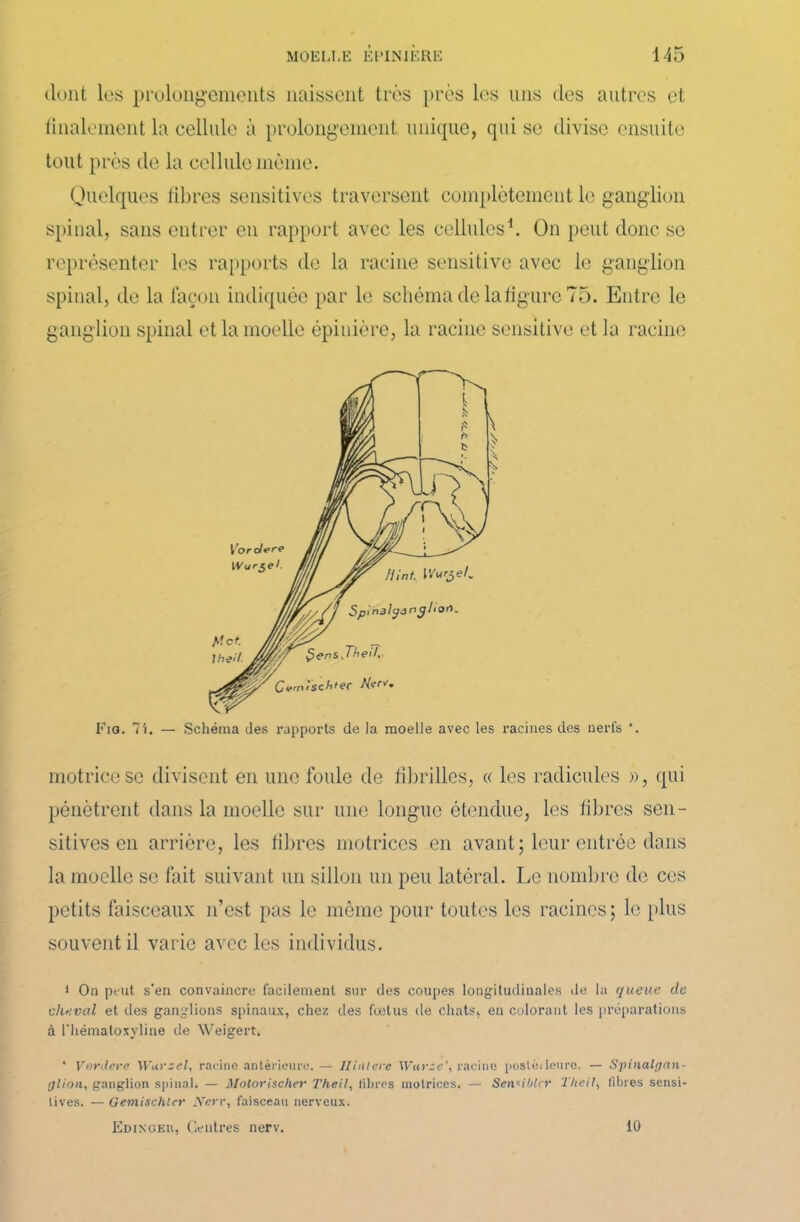dont les prolongements naissent très près les uns des autres et finalement la cellule à prolongement unique, qui se divise ensuite tout près de la cellule même. Quelques libres sensitives traversent complètement le ganglion spinal, sans entrer en rapport avec les cellules1. On peut donc se représenter les rapports de la racine sensitive avec le ganglion spinal, de la façon indiquée par le schéma de la ligure 75. Entre le ganglion spinal et la moelle épinière, la racine sensitive et la racine Fia. 7i. — Schéma des rapports de la moelle avec les racines des nerfs *. motricesc divisent en une foule de fibrilles, « les radicules », qui pénètrent dans la moelle sur une longue étendue, les fibres sen- sitives en arrière, les fibres motrices en avant; leur entrée dans la moelle se fait suivant un sillon un peu latéral. Le nombre de ces petits faisceaux n’est pas le même pour toutes les racines; le plus souvent il varie avec les individus. 1 On peut s'en convaincre facilement sur des coupes longitudinales de la queue de cheval et des ganglions spinaux, chez des fœtus de chats, en colorant les préparations à l'hématoxyline de Weigert. * Vordere Wurzel, racine antérieure.— Ilialere \Varze\ racine postéileuro. — Spinalrjan- qlion, ganglion spinal. — Motorlscher Theil, libres motrices. — SeniibUr Thcil, libres sensi- tives. — Gemischlcr Xerr, faisceau nerveux. Edixger, Centres nerv. 10