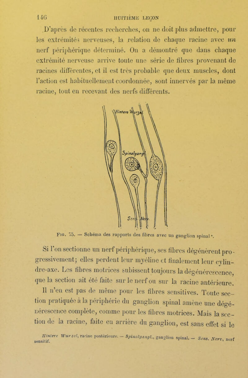 D’après de récentes recherches, on ne doit plus admettre, pour les extrémités nerveuses, la relation de chaque racine avec un nerf périphérique déterminé. On a démontré que dans chaque extrémité nerveuse arrive toute une série de fibres provenant de racines différentes, et il est très probable que deux muscles, dont l’action est habituellement coordonnée, sont innervés par la même racine, tout en recevant des nerfs différents. Fjo. 5. — Schéma des rapports des fibres avec un ganglion spinal ♦. Si l’on sectionne un nerf périphérique, ses fibres dégénèrent pro- gressivement; elles perdent leur myéline et finalement leur cylin- dre-axe. Les fibres motrices subissent toujours la dégénérescence, que la section ait été faite sur le nerf ou sur la racine antérieure. Il n’en est pas de même pour les filtres sensitives. Toute sec- tion pratiquée à la périphérie du ganglion spinal amène une dégé- nérescence complète, comme pour les fibres motrices. Mais la sec- tion de la îacinc, faite eu arrière du ganglion, est sans effet si le Uhuerc Wursel, racine postérieure. - Spinalganglganglion spinal. - Sens Acre nerf sensitif. ' ’ r