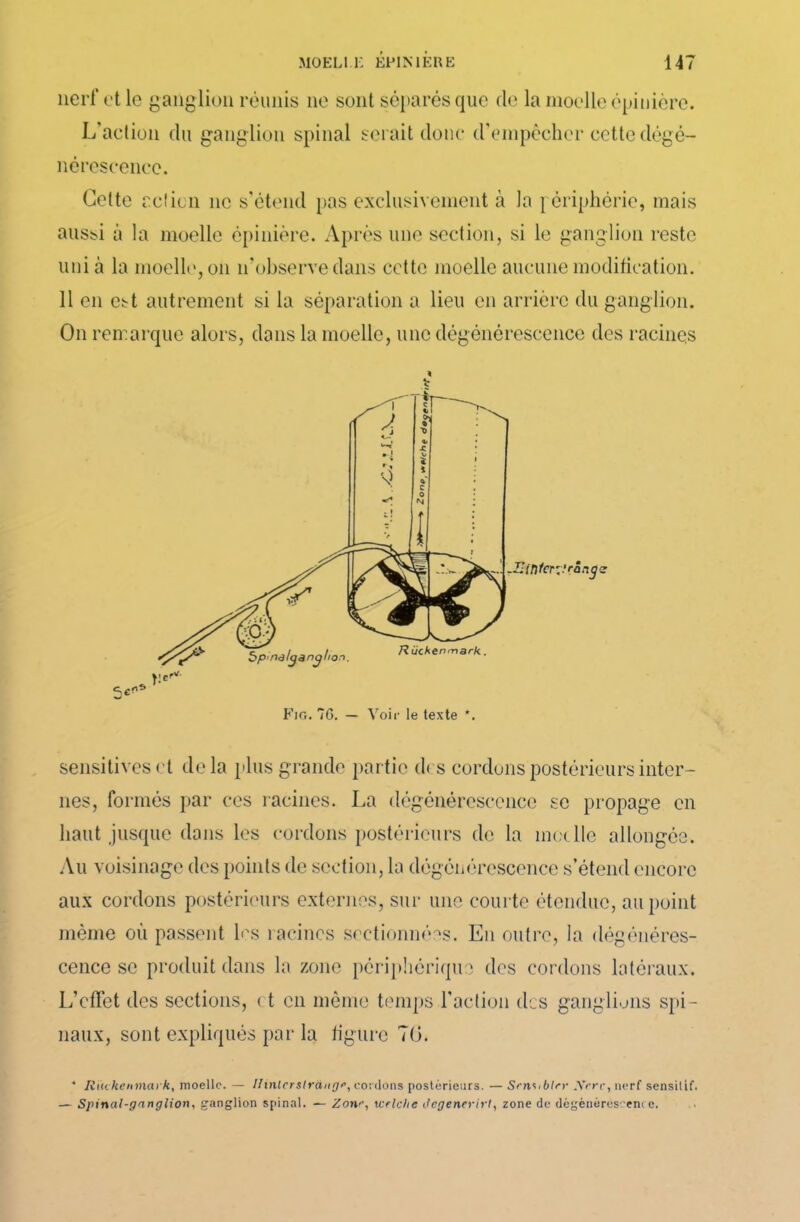 nerf et le ganglion réunis ne sont séparés que de la moelle épinière. L'action du ganglion spinal serait donc d'empêcher cette dégé- nérescence. Cette rcîicn ne s'étend pas exclusivement à la périphérie, mais uni à la moelle, on n’observe dans cette moelle aucune modification. 11 en est autrement si la séparation a lieu en arrière du ganglion. On remarque alors, dans la moelle, une dégénérescence des racines Fjo. 7G. — Voir le texte *. sensitives et delà plus grande partie des cordons postérieurs inter- nes, formés par ces racines. La dégénérescence se propage en haut jusque dans les cordons postérieurs de la moelle allongée. Au voisinage des points de section, la dégénérescence s’étend encore aux cordons postérieurs externes, sur une courte étendue, au point même où passent les racines sectionnées. En outre, la dégénéres- cence se produit dans la zone périphérique des cordons latéraux. L’effet des sections, et en même temps l’action des ganglions spi- naux, sont expliqués par la figure 70. * Rùtkenmat k, moelle. — llinlerslrang/’, cordons postérieurs. — Srn^iblrr .Vece, nerf sensitif. — Spinal-ganglion, ganglion spinal. — Zonr, tcelchc Jcgencrirt, zone de dégénérescence.
