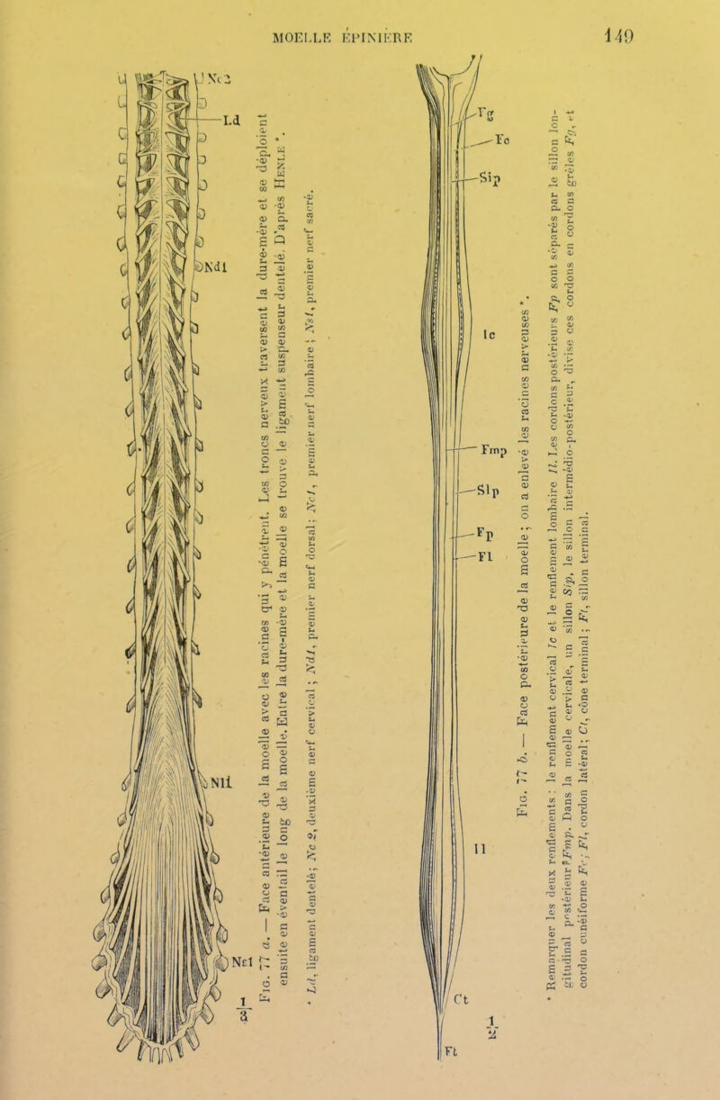 Remarquer les deux renflements : le renflement cervical le et le renflement lombaire II. Les cordons postérieurs Fp sont séparés par le sillon lon- gitudinal postérieur FFmp. Dans la moelle cervicale, un sillon Sip, le sillon intermêdio-postérieur, divise ces cordons en cordons grêles Fp,*-t cordon cunéiforme Fc; Fl, cordon latéral; Cl, cône terminal ; Ft, sillon terminal.