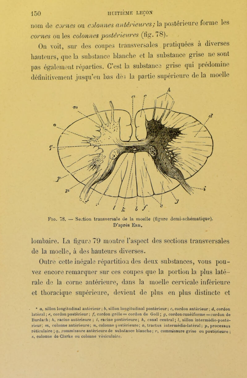 nom de cornes ou colonnes antérieures ; la postérieure foi me les cornes ouïes colonnes postérieures (fig. <S). On voit, sur des coupes transversales pratiquées à diverses hauteurs, que la substance blanche et la substance grise ne sont pas également réparties. C’est la substance grise qui prédomine définitivement jusqu’en bas dès la partie supérieure de la moelle A lombaire. La figure 79 montre l’aspect des sections transversales de la moelle, à des hauteurs diverses. Outre cette inégale répartition des deux substances, vous pou- vez encore remarquer sur ces coupes que la portion la plus laté- rale de la corne antérieure, dans la moelle cervicale inférieure et thoracique supérieure, devient de plus en plus distincte et * a, sillon longitudinal antérieur ; b, sillon longitudinal postérieur ; c, cordon antérieur ; d, cordon latéral; e, cordon postérieur ; f, cordon grêle = cordon de Goll ; g, cordon cunéiforme =cordon de Burdach; h, racine antérieure ; î, racine postérieure; k, canal central; l, sillon intermédio-postë- rieur; m, colonne antérieure; «.colonne postérieure; o, tractus intermèdio-latéral ; p, processus réticulaire ; 7, .commissure antérieure de substance blanche; r, commissure grise ou postérieure ; s, colonne do Clarke ou colonne vésiculaire.