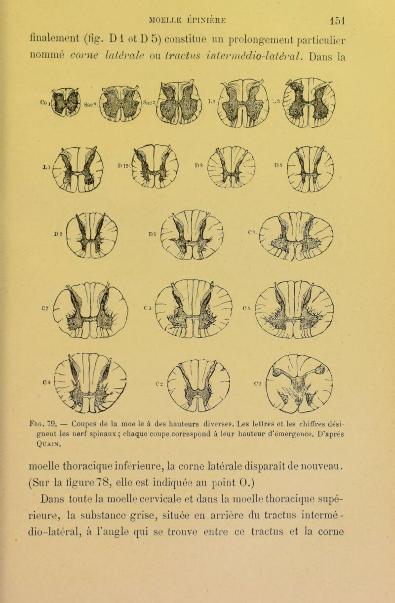 finalement (tîg. D 1 ot 1) 5) constitue un prolongement particulier nommé corne latérale ou tractas intermêdio-latêral. Dans la Fig. 79. — Coupes de la moe le à des hauteurs diverses. Les lettres et les chiffres dési- gnent les nerf spinaux; chaque coupe correspond à leur hauteur d’émergence. D’après Quain. moelle thoracique inférieure, la corne latérale disparaît de nouveau. (Sur la figure78, elle est indiquée au point O.) Dans toute la moelle cervicale et dans la moelle thoracique supé- rieure, la substance grise, située en arrière du tractus intermé- dio—latéral, à l’angle qui se trouve entre ce tractus et la corne