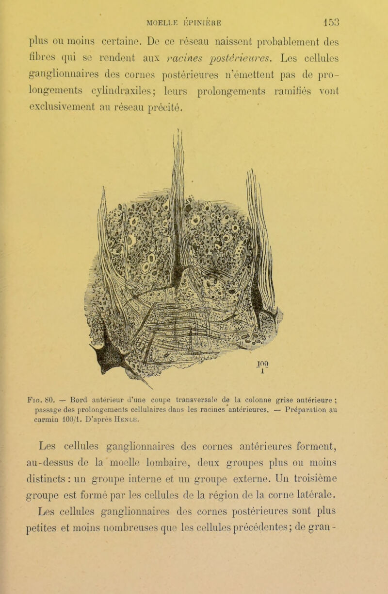 plus ou moins certaine. Do ce réseau naissent probablement des libres qui se rendent aux racines postérieures. Les cellules ganglionnaires des cornes postérieures n’émettent pas de pro- longements cylindraxiles ; leurs prolongements ramifiés vont exclusivement au réseau précité. Fjo. 80. — Bord antérieur d'une coupe transversale de la colonne grise antérieure ; passage des prolongements cellulaires dans les racines antérieui’es. — Préparation au carmin 100/1. D'après Henle. Les cellules ganglionnaires des cornes antérieures forment, au-dessus de la moelle lombaire, deux groupes plus ou moins distincts : un groupe interne et un groupe externe. Un troisième groupe est formé par les cellules de la région de la corne latérale. Les cellules ganglionnaires des cornes postérieures sont plus petites et moins nombreuses que les cellules précédentes ; de grau-